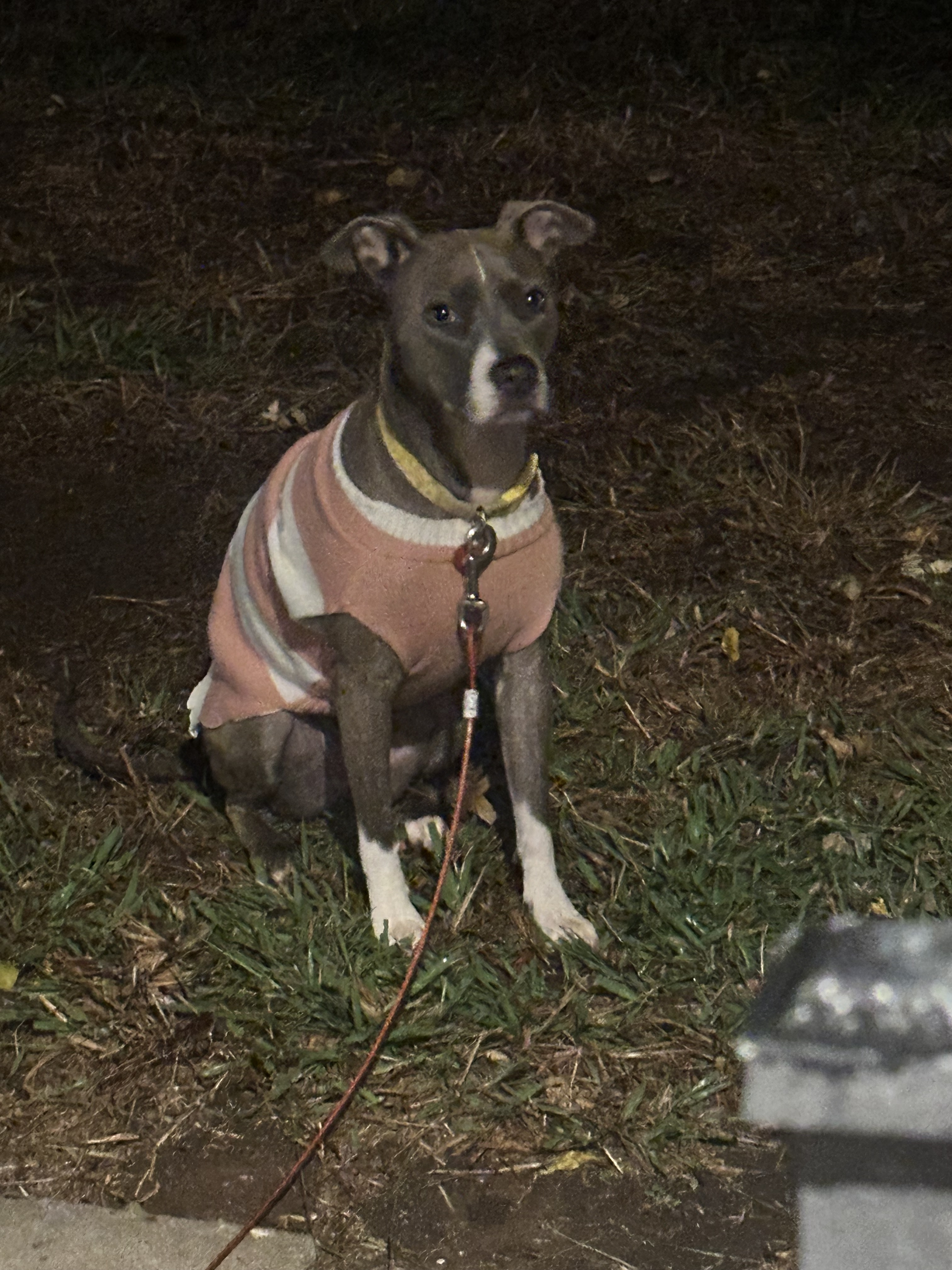 adoptable Dog in Oklahoma City,OK named kona