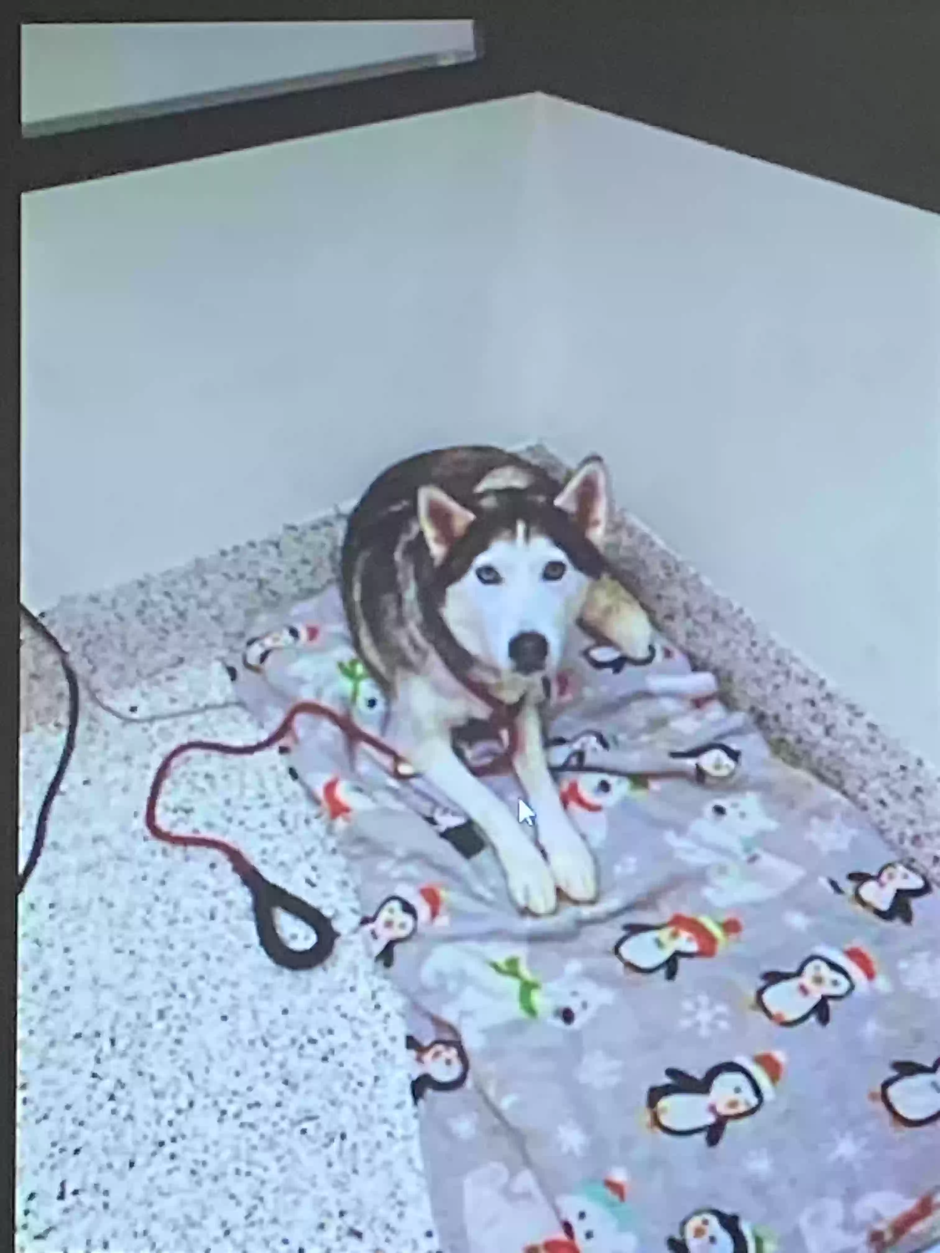 adoptable Dog in Roswell,GA named Nova