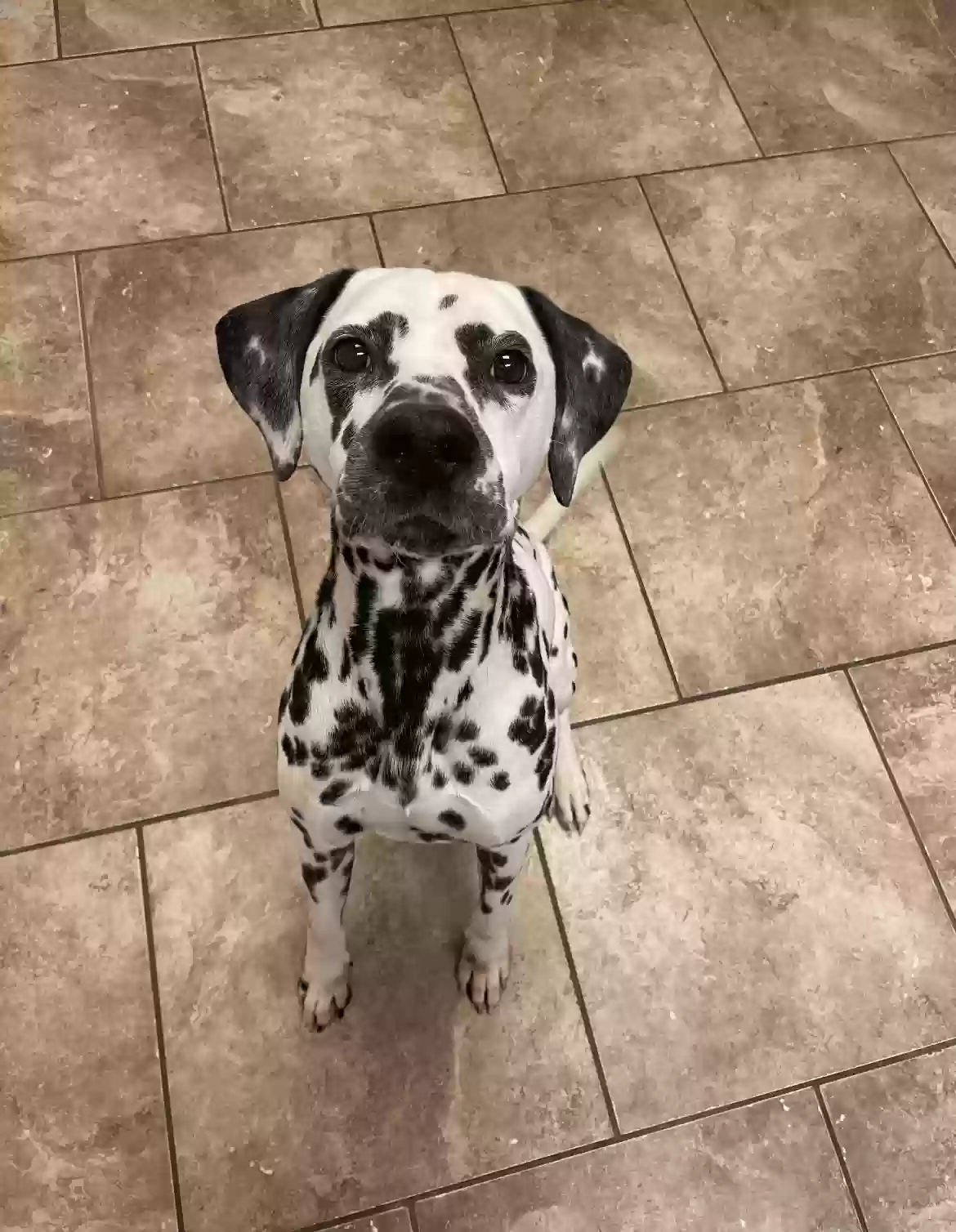 adoptable Dog in Akron,OH named Scooby