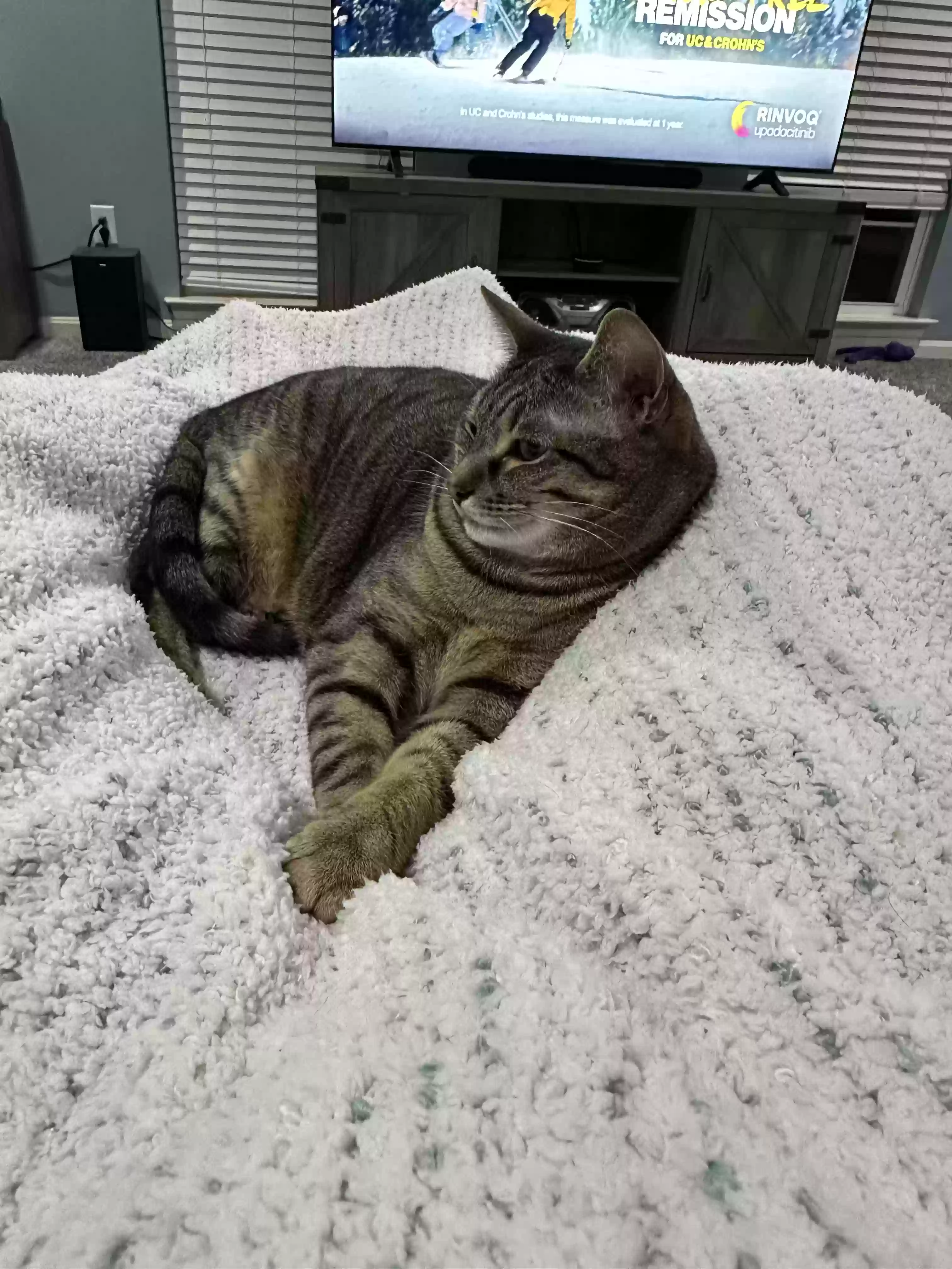 adoptable Cat in Magnolia,DE named Peapod and Tessa
