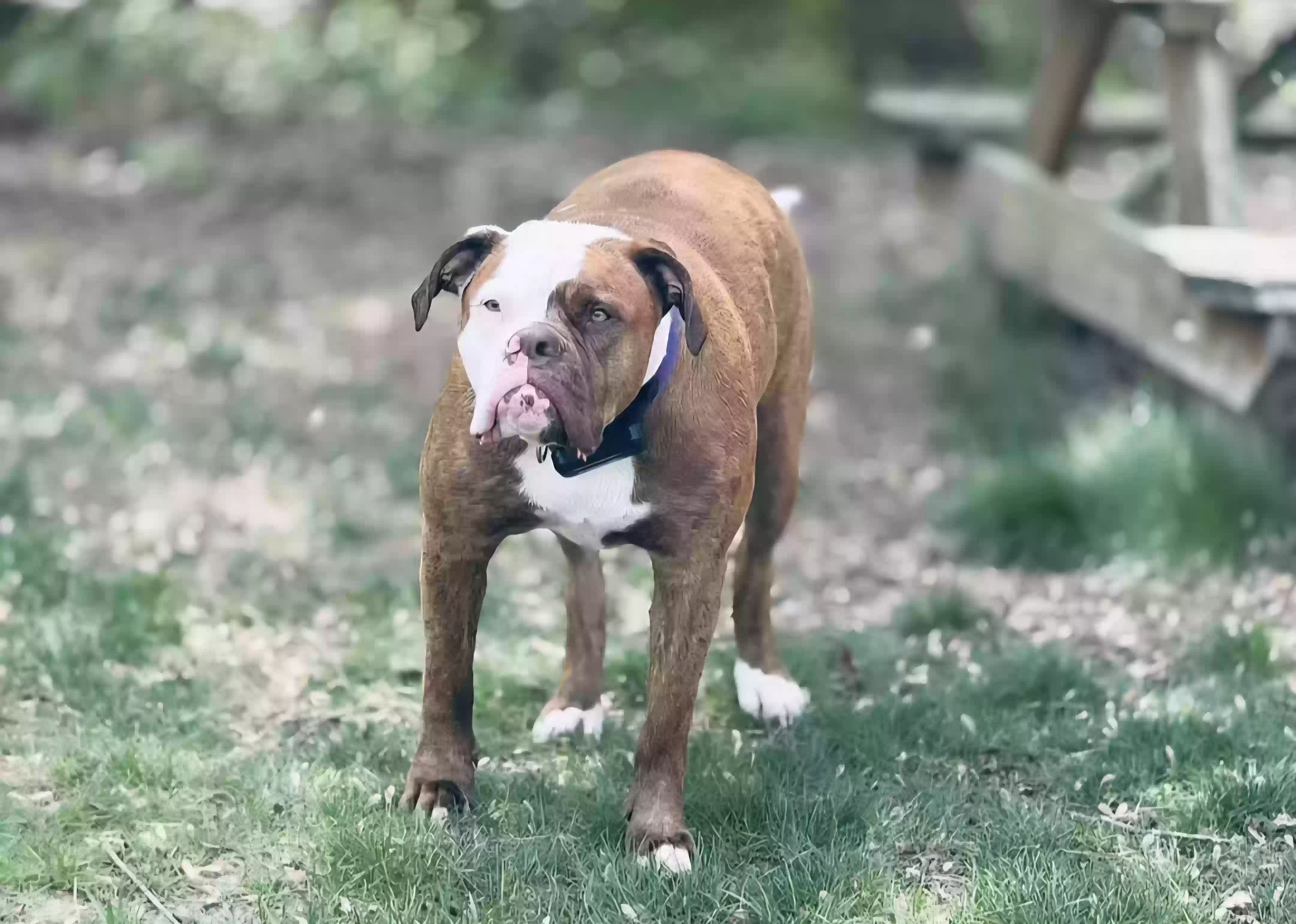 adoptable Dog in Millsboro,DE named Athena
