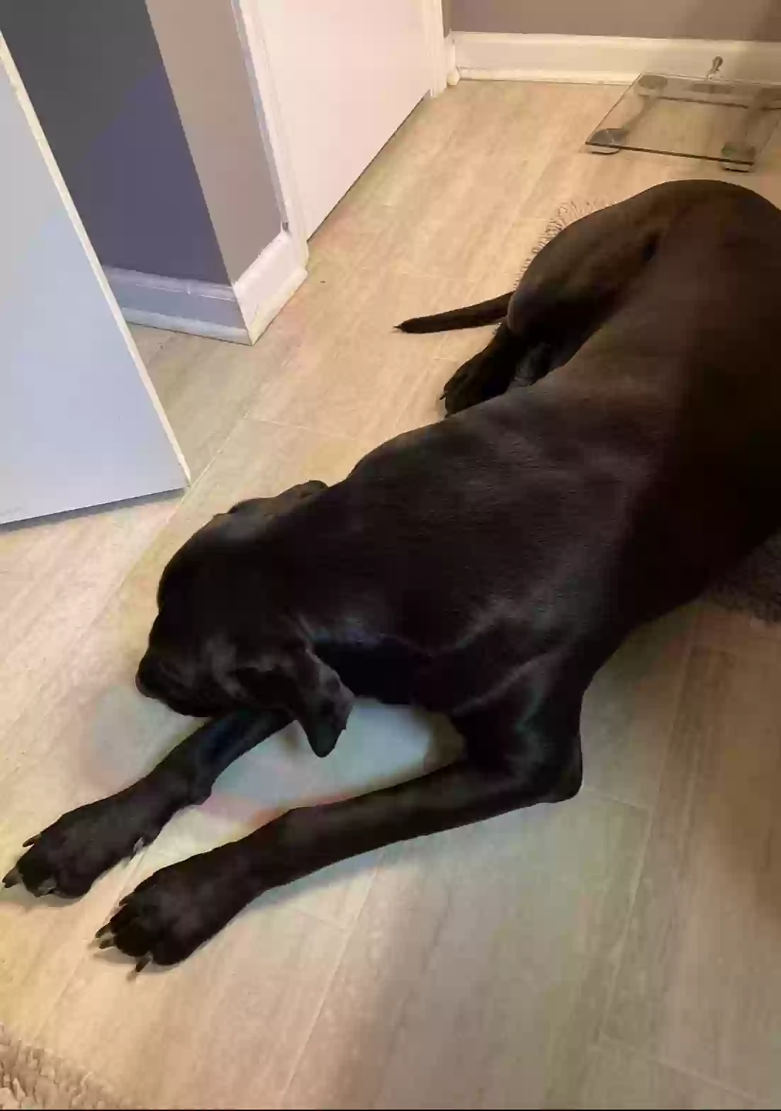 adoptable Dog in Knightdale,NC named Rocky