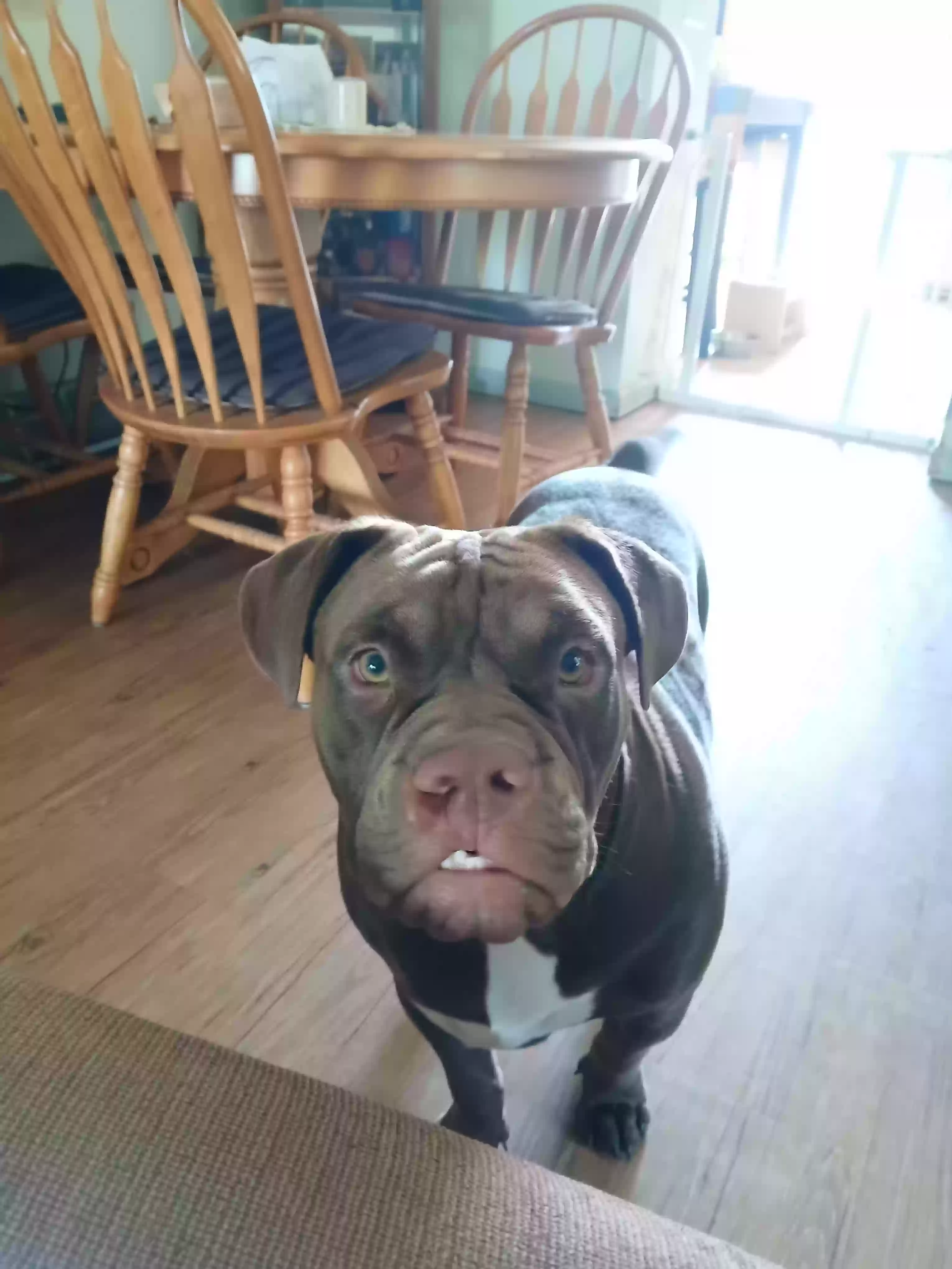 adoptable Dog in Port Huron,MI named Coco