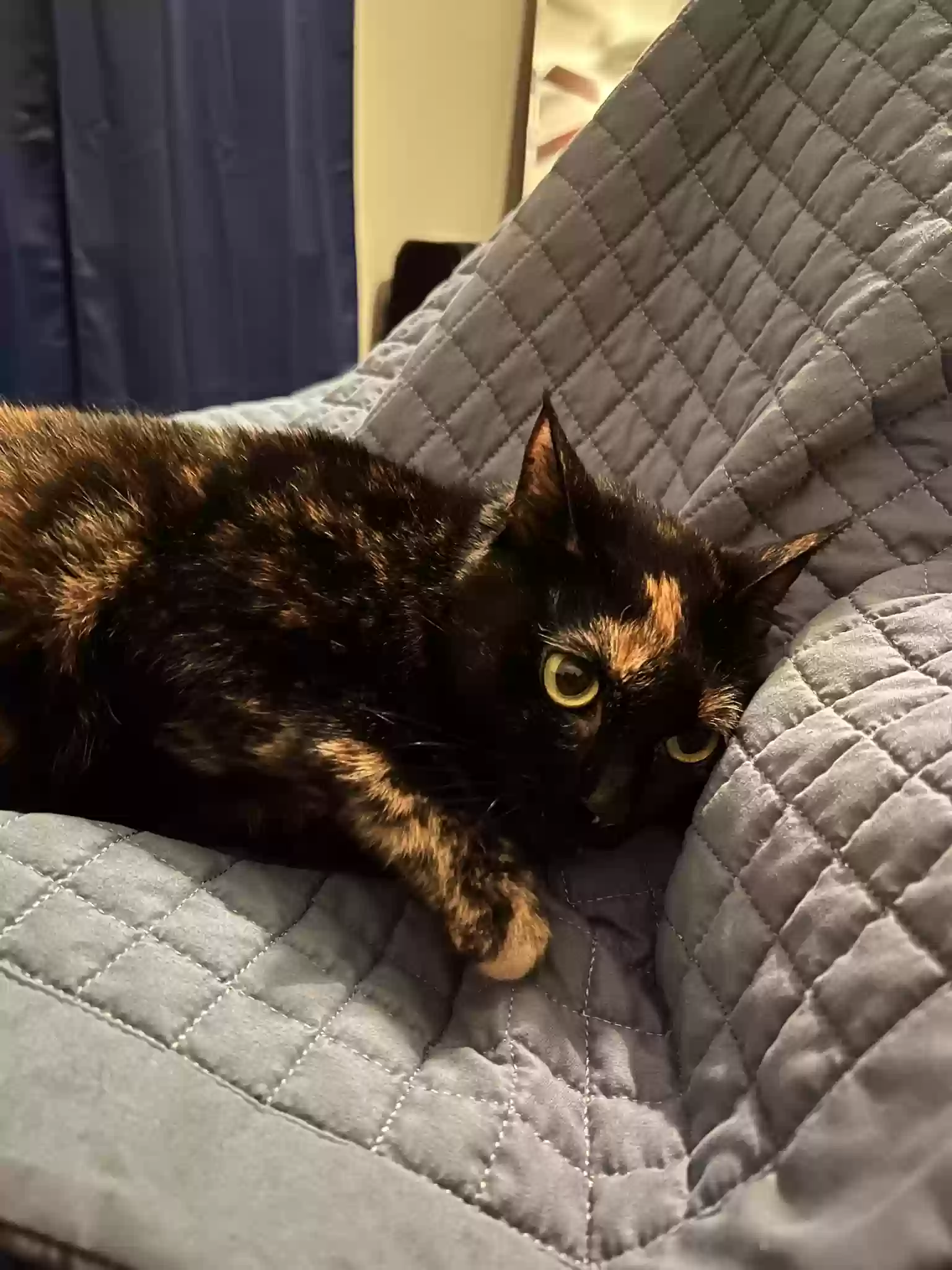 adoptable Cat in Cumming,GA named LUNA
