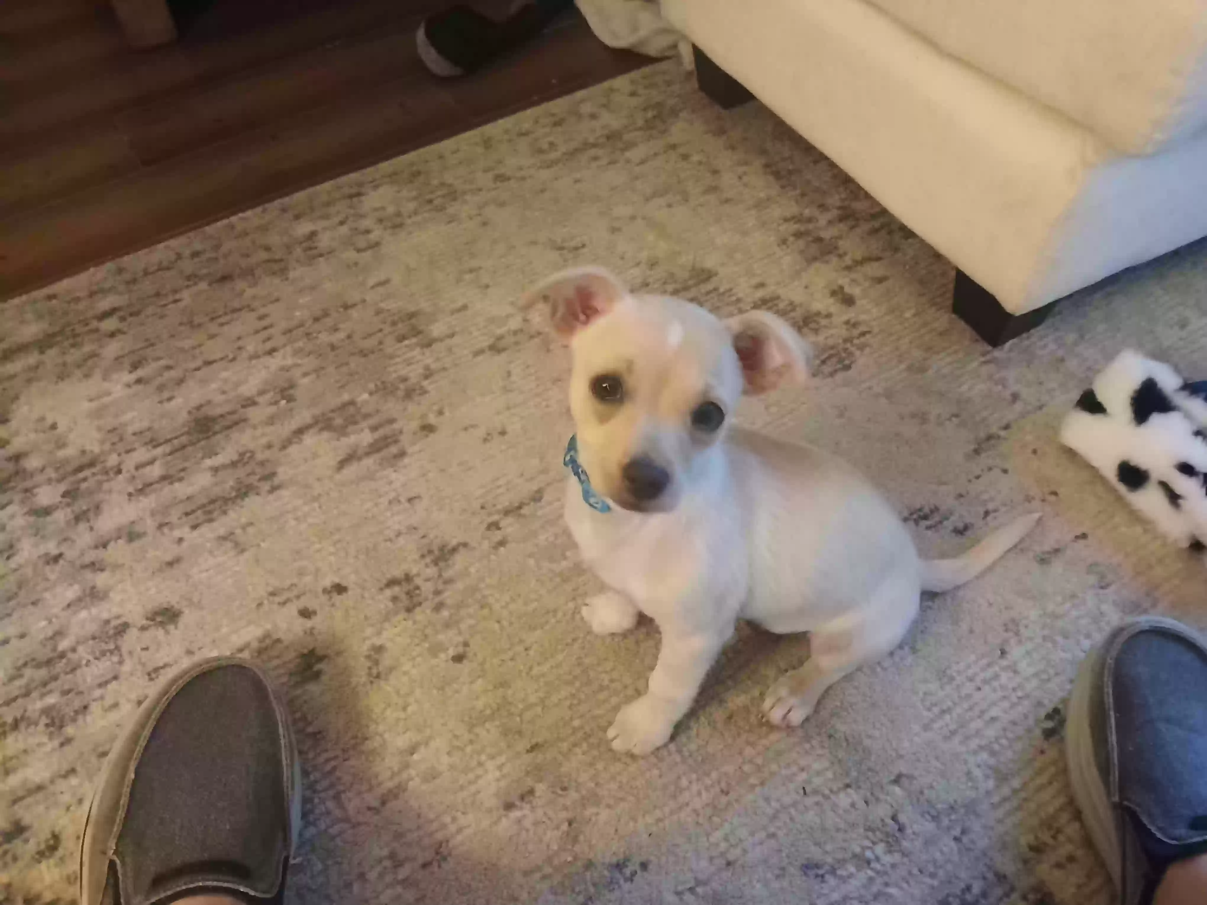 adoptable Dog in Bolivia,NC named Wilson