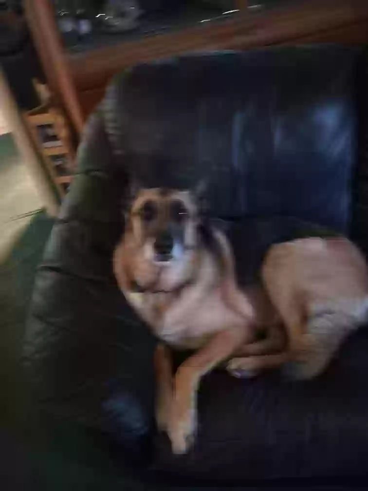 adoptable Dog in San Bernardino,CA named RuKus