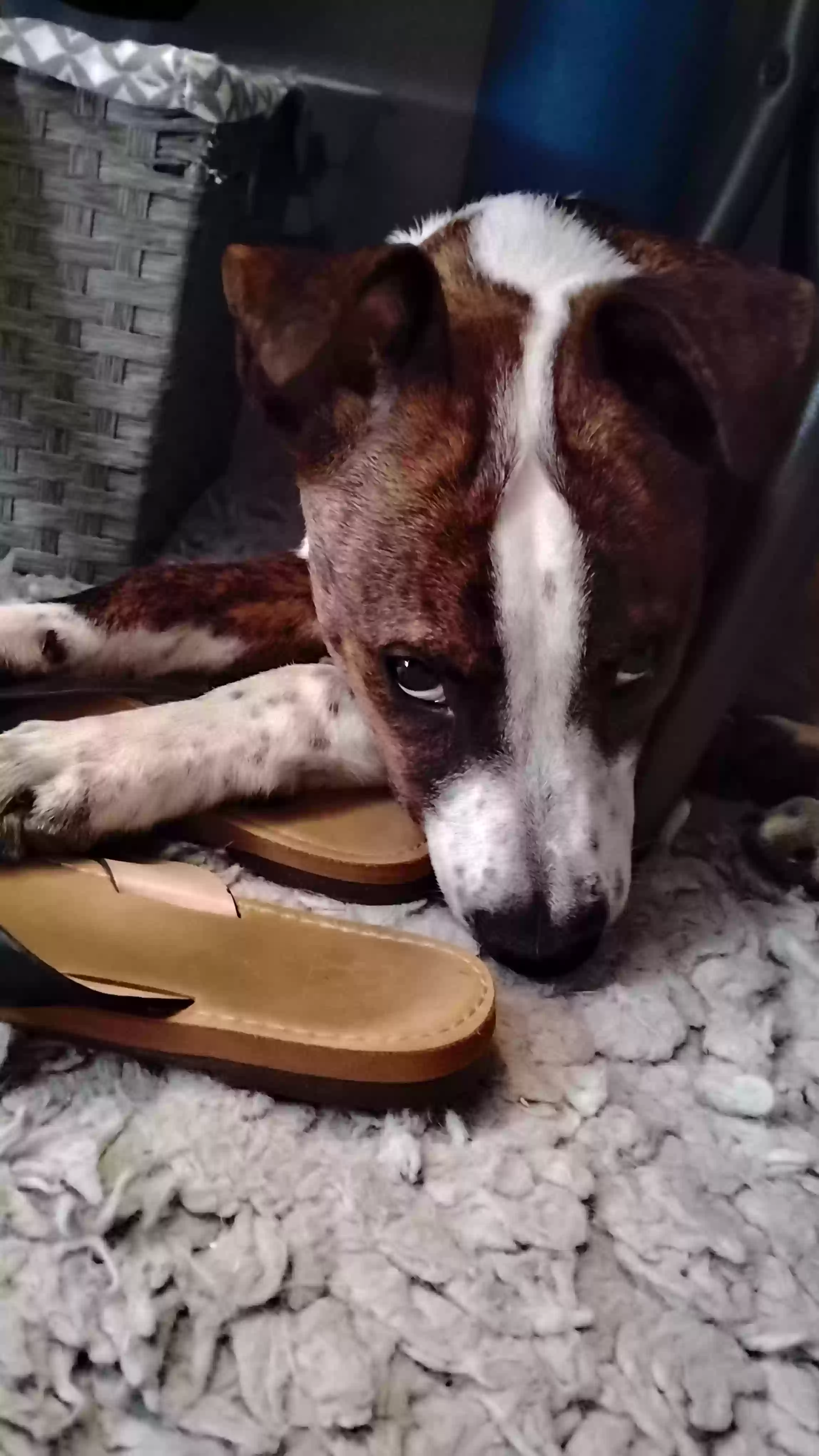 adoptable Dog in Corpus Christi,TX named