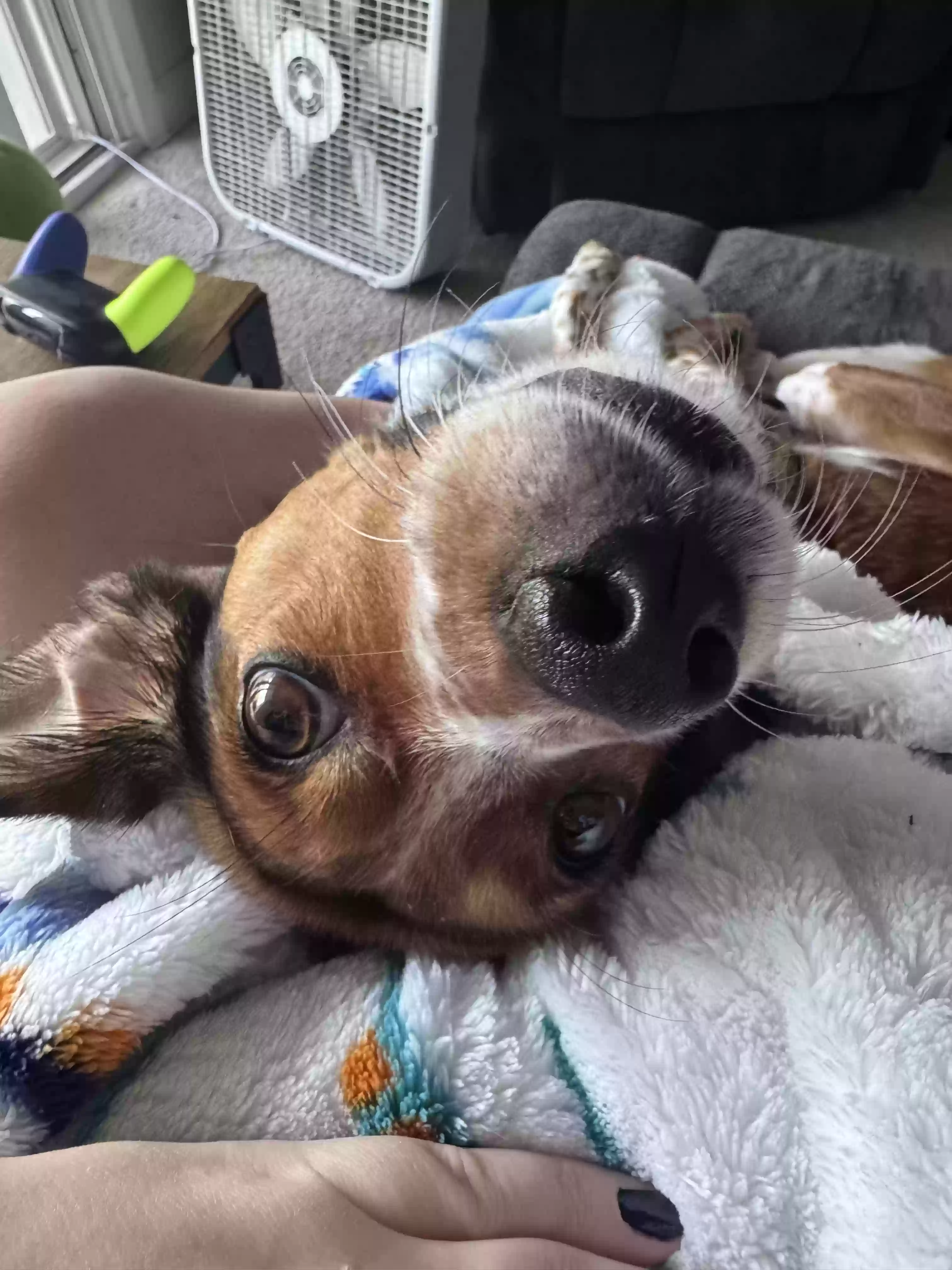 adoptable Dog in Germantown,MD named Hazel