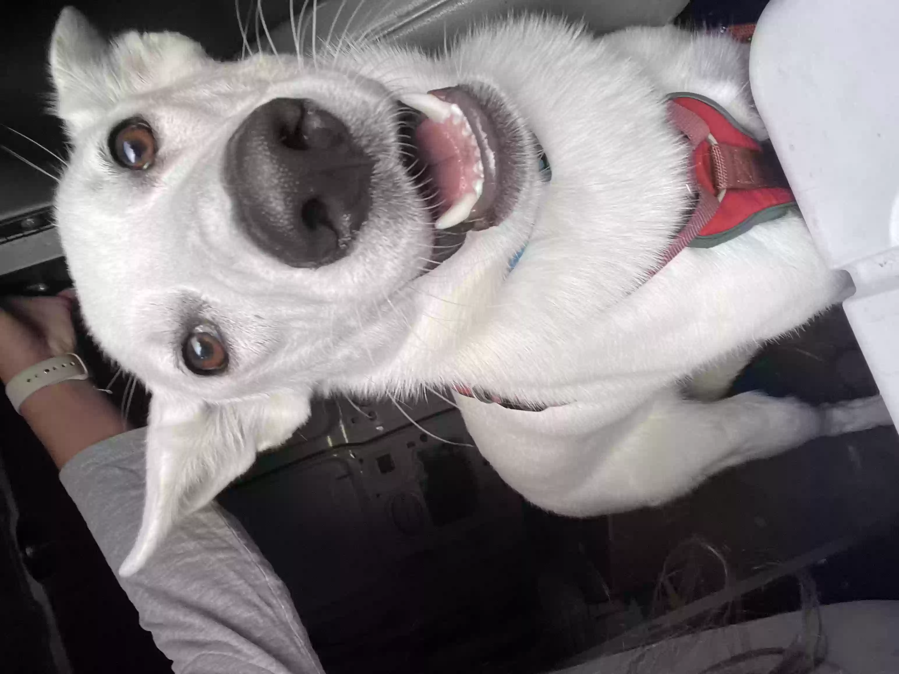 adoptable Dog in Walnutport,PA named Nova