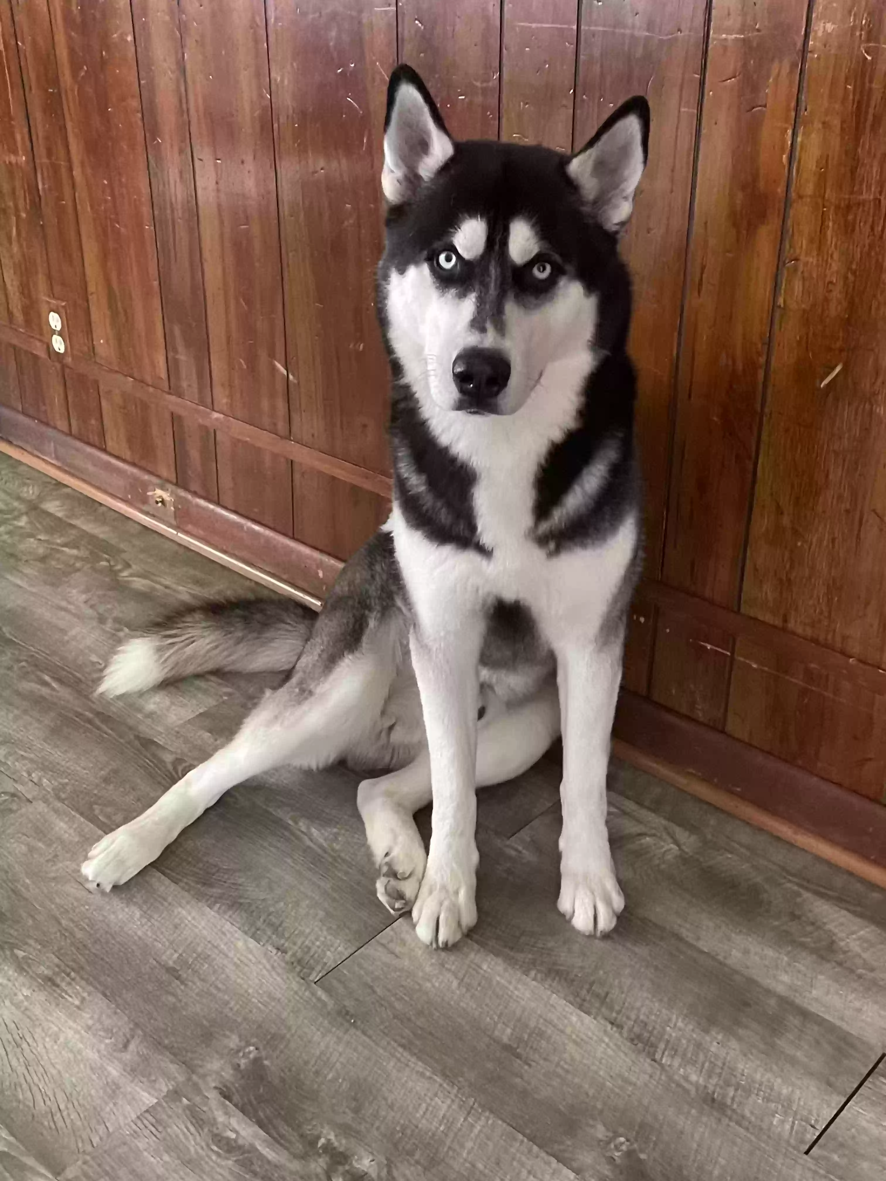 adoptable Dog in Walnutport,PA named