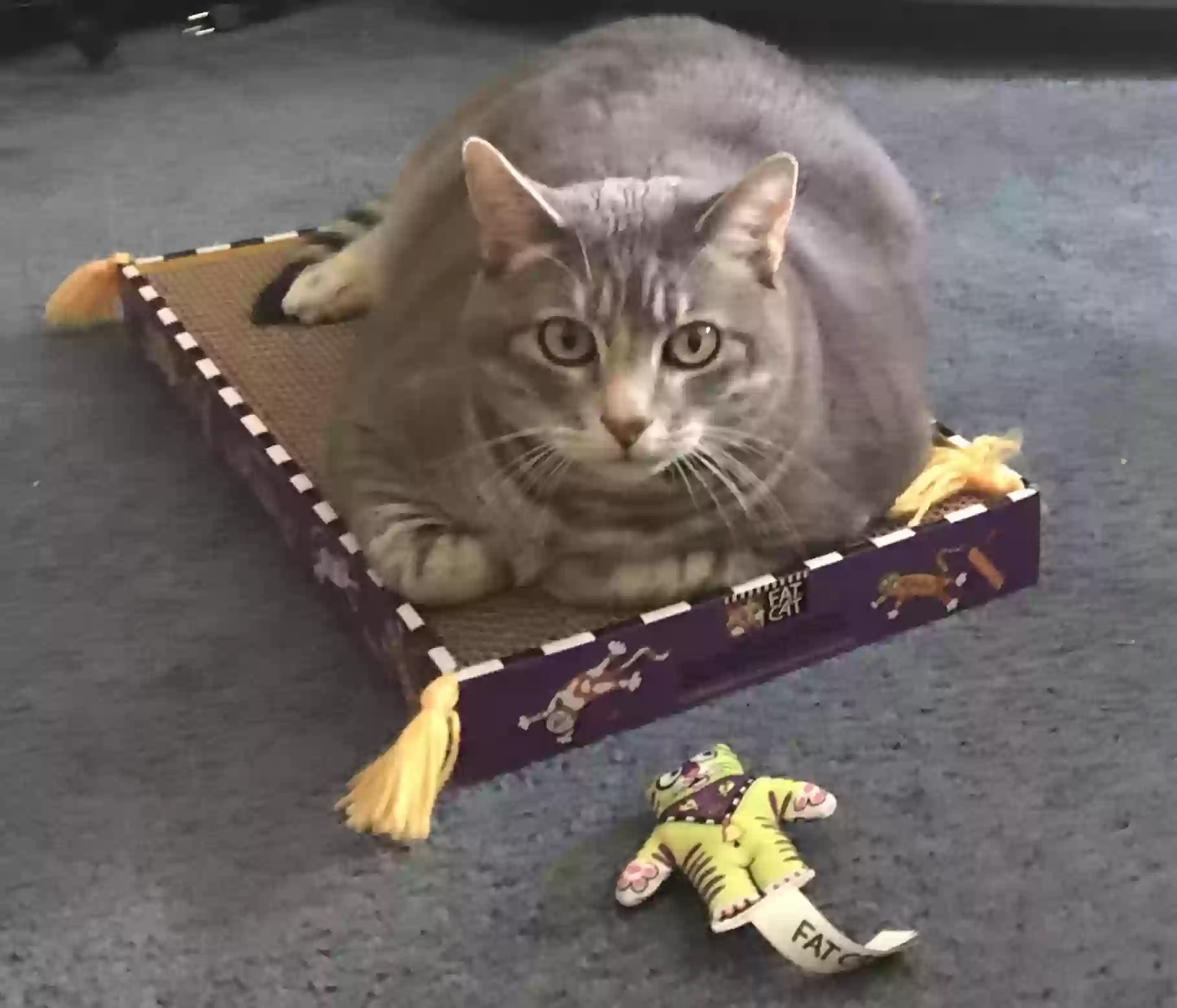 adoptable Cat in Silver City,NM named Sadie
