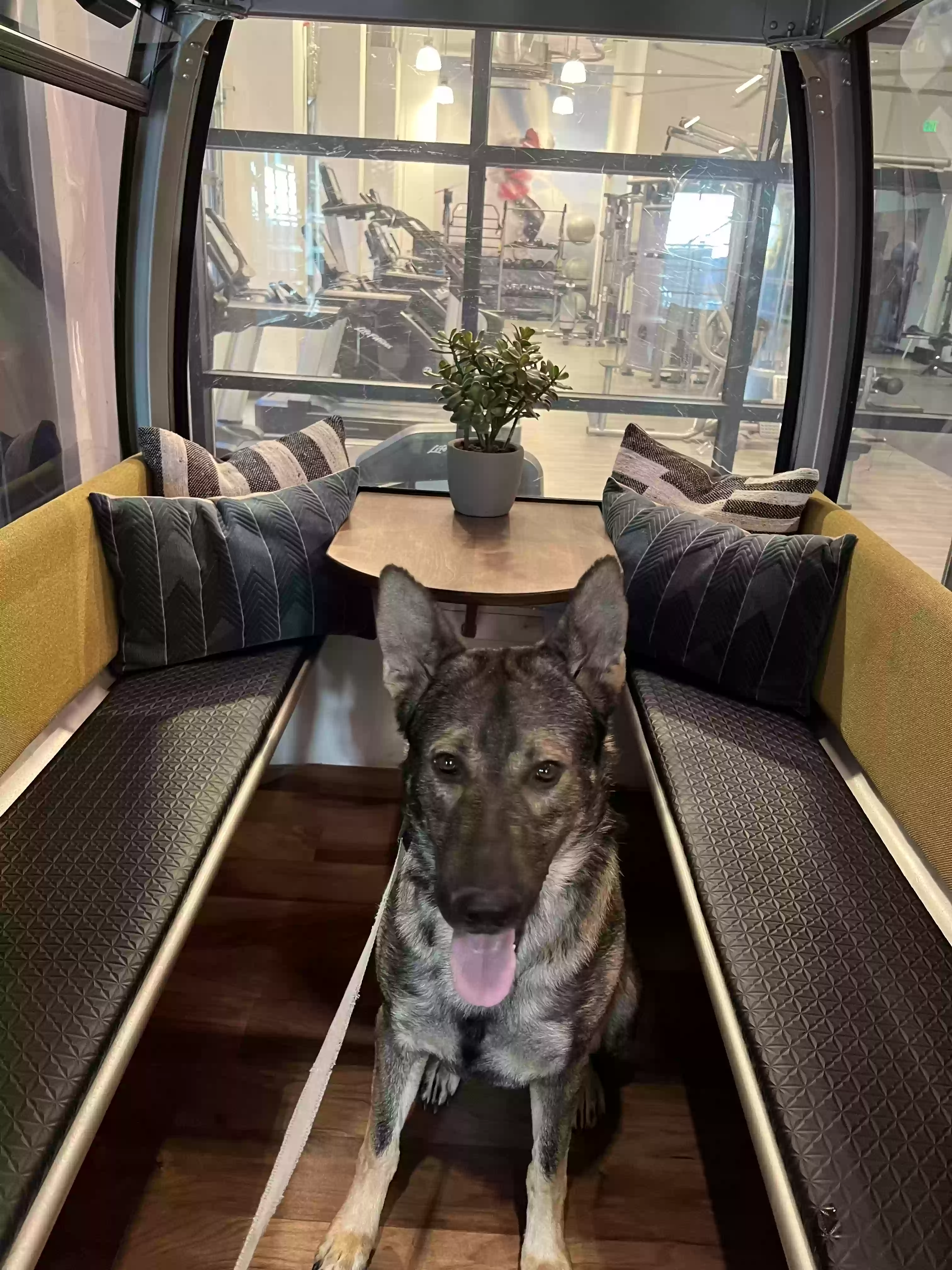 adoptable Dog in Sioux Falls,SD named Melo