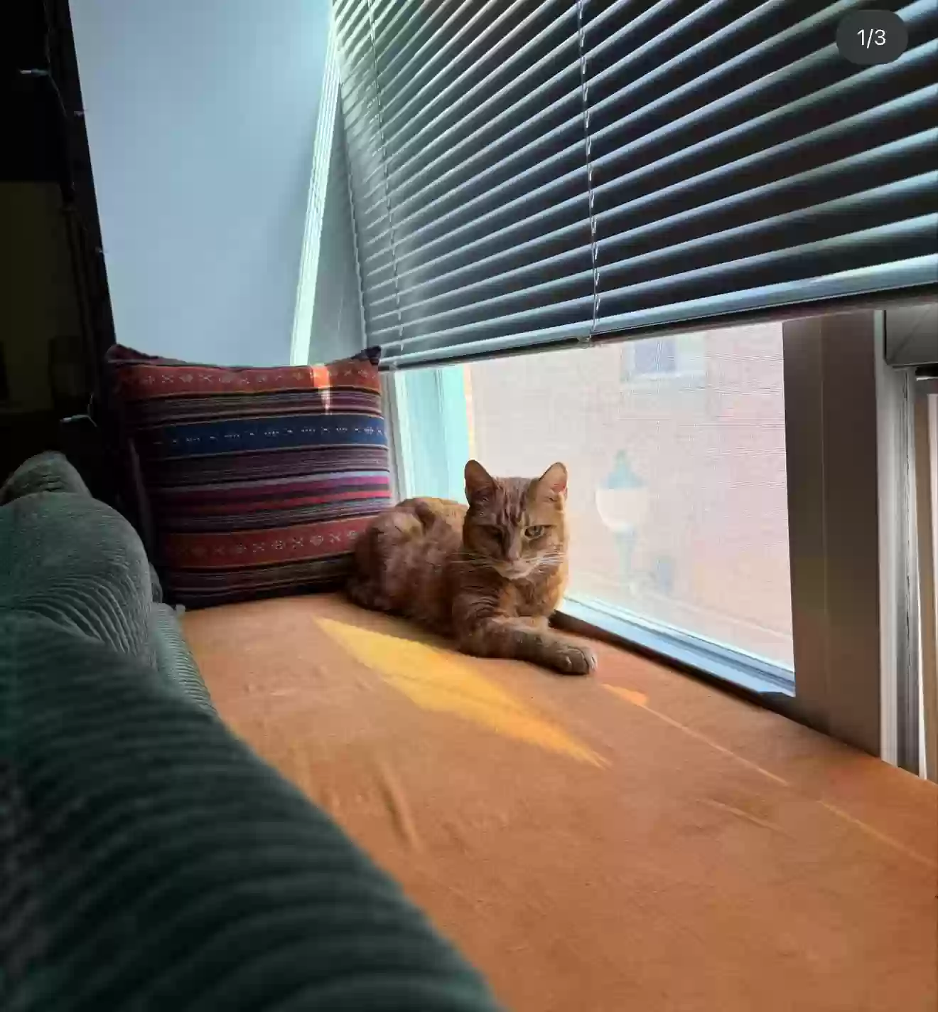 adoptable Cat in Hudson Falls,NY named Tigger