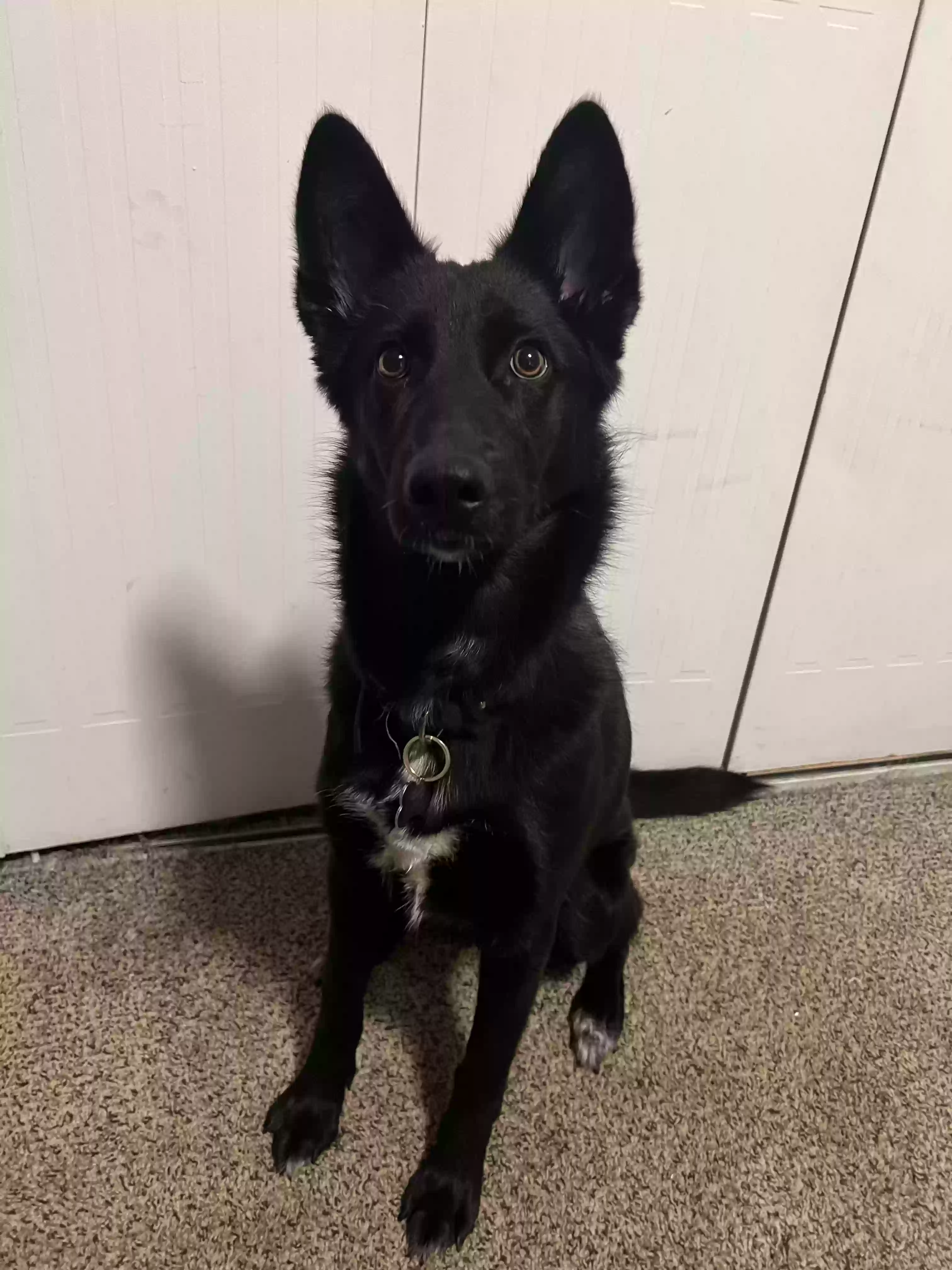 adoptable Dog in Atlanta,GA named Mimi