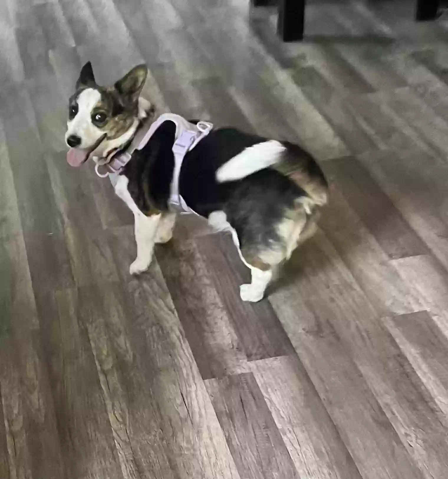 adoptable Dog in Salt Lake City,UT named Peppa