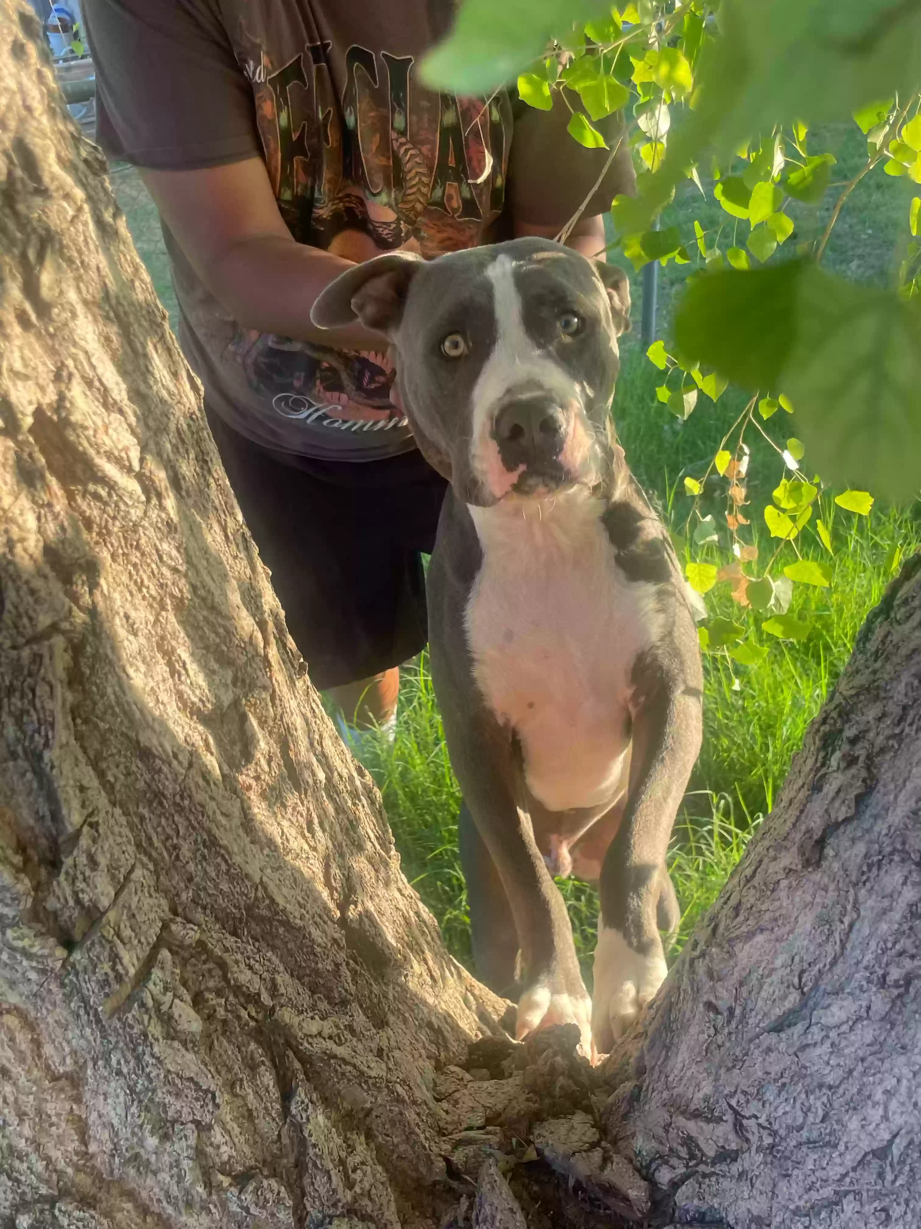 adoptable Dog in Camp Verde,AZ named Chulo