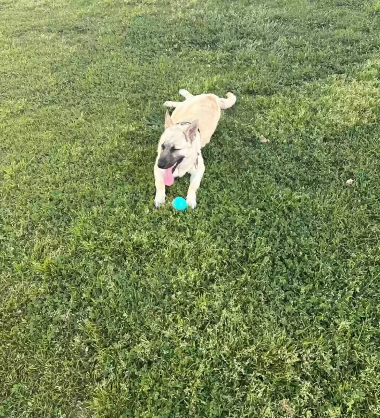 adoptable Dog in San Bernardino,CA named Luffy