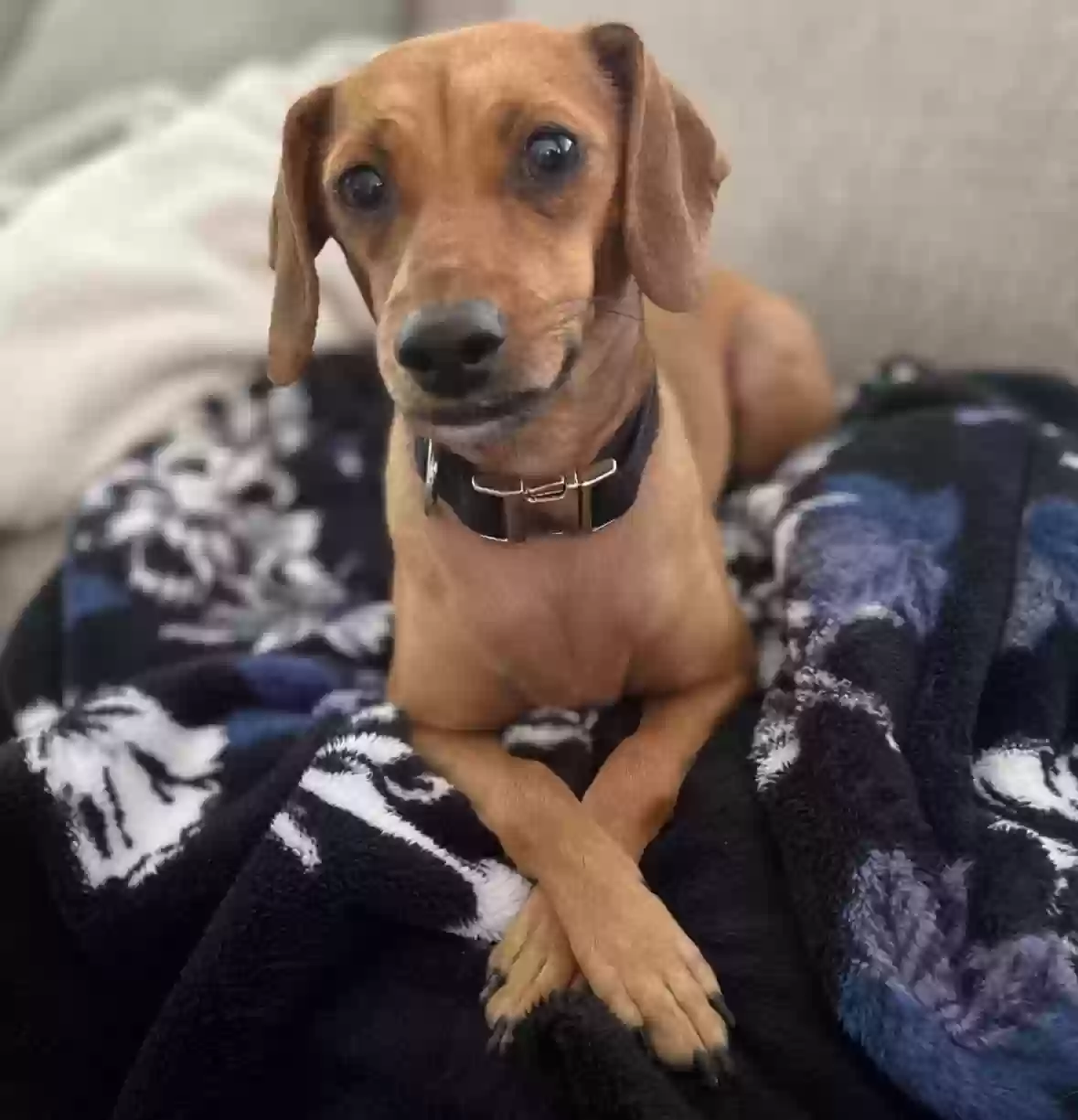 adoptable Dog in Trenton,MI named Mabel