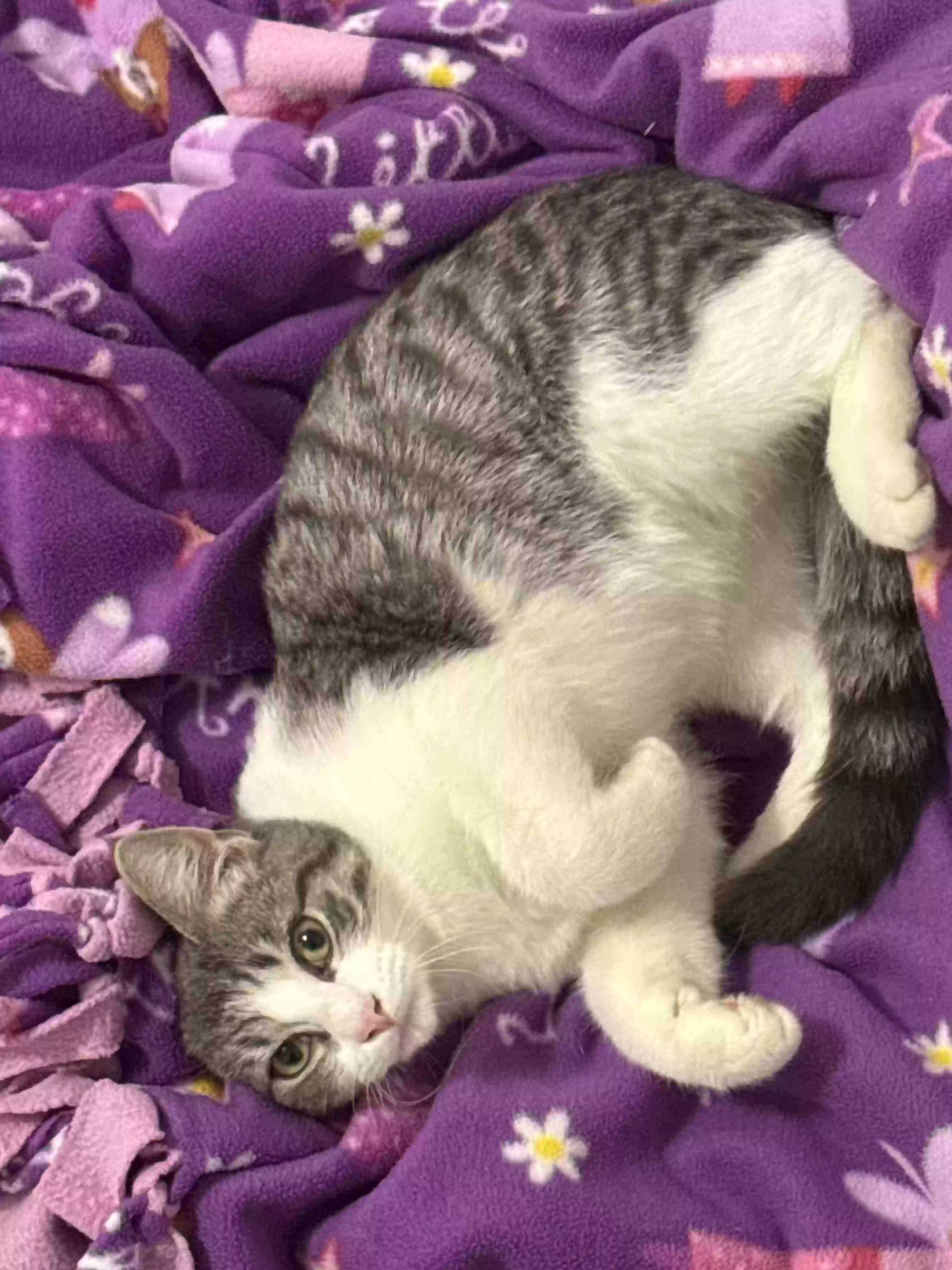 adoptable Cat in Lorain,OH named Penny