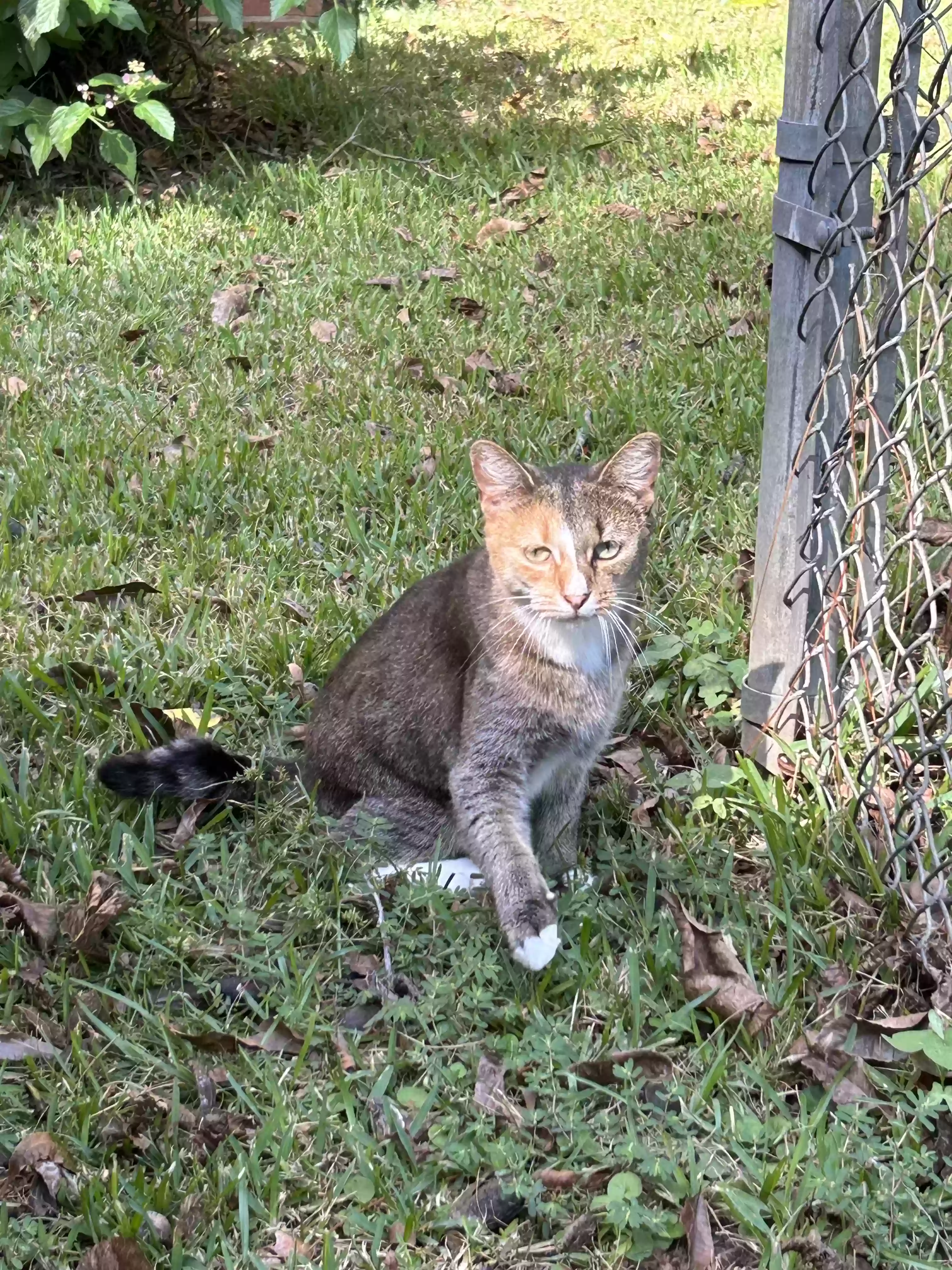 adoptable Cat in Albany,GA named Mocha