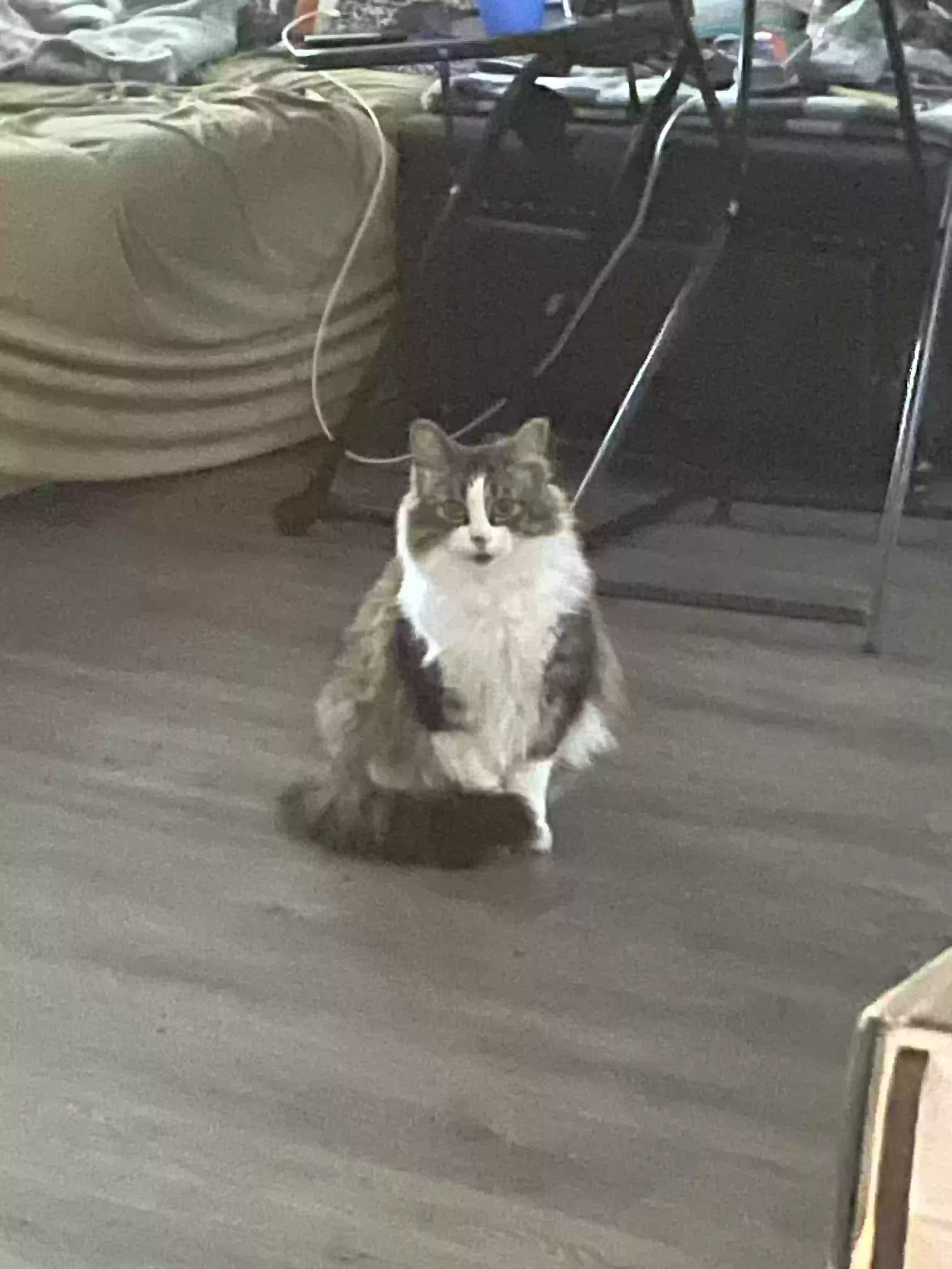 adoptable Cat in Kennesaw,GA named Oreo