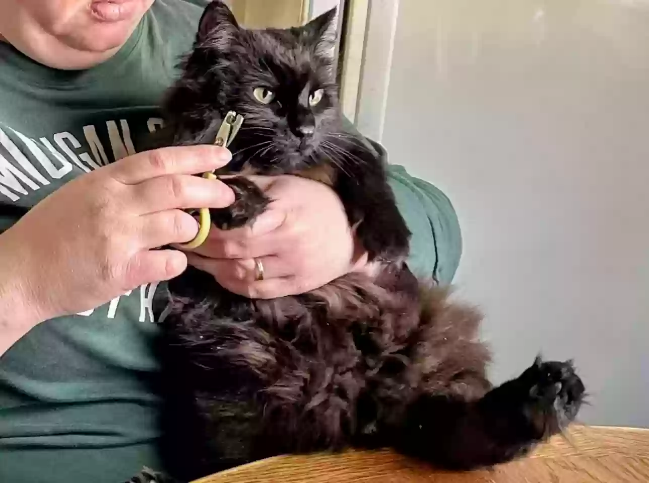 adoptable Cat in Grandville,MI named Luna