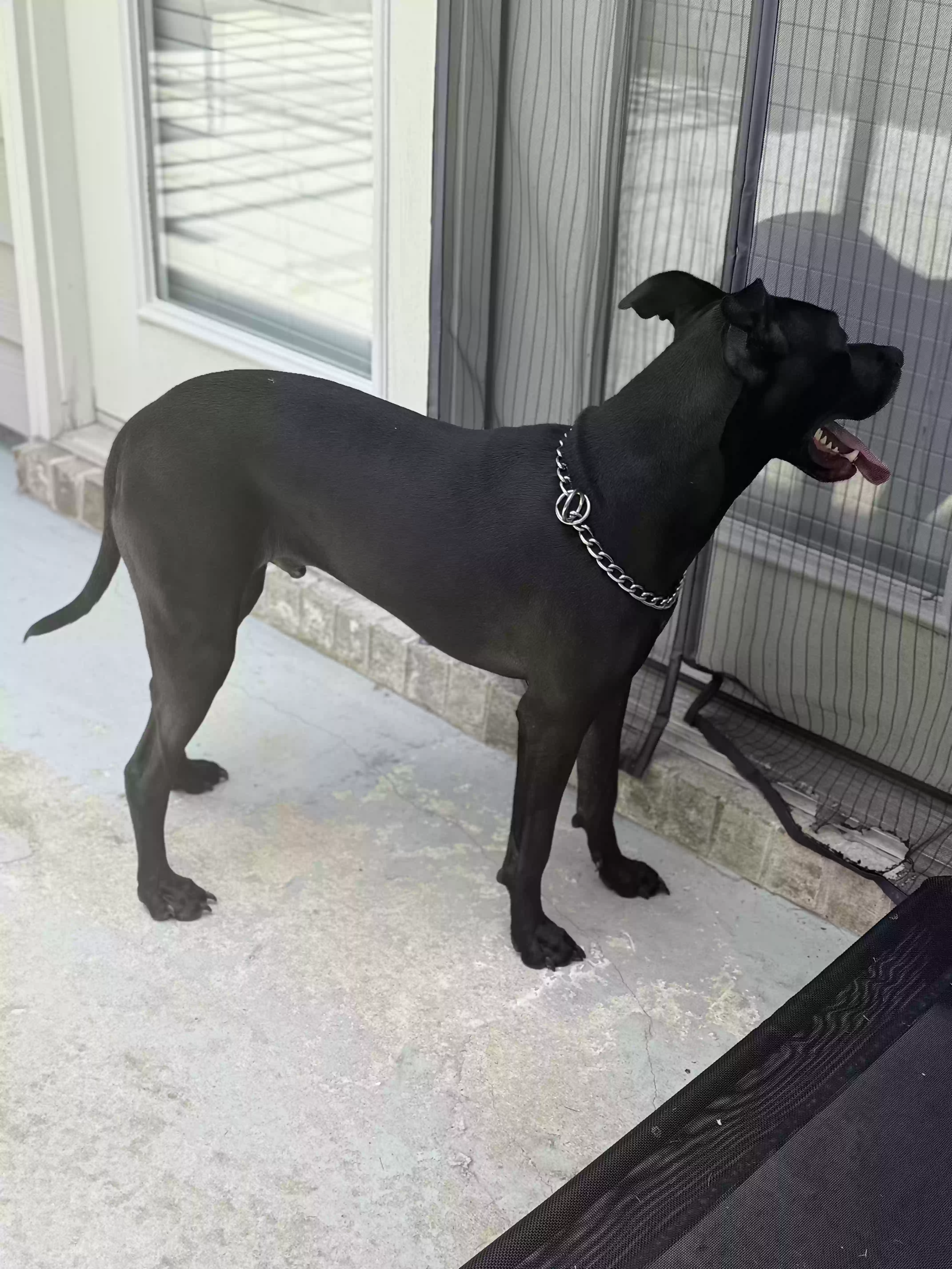 adoptable Dog in Fairburn,GA named Ares
