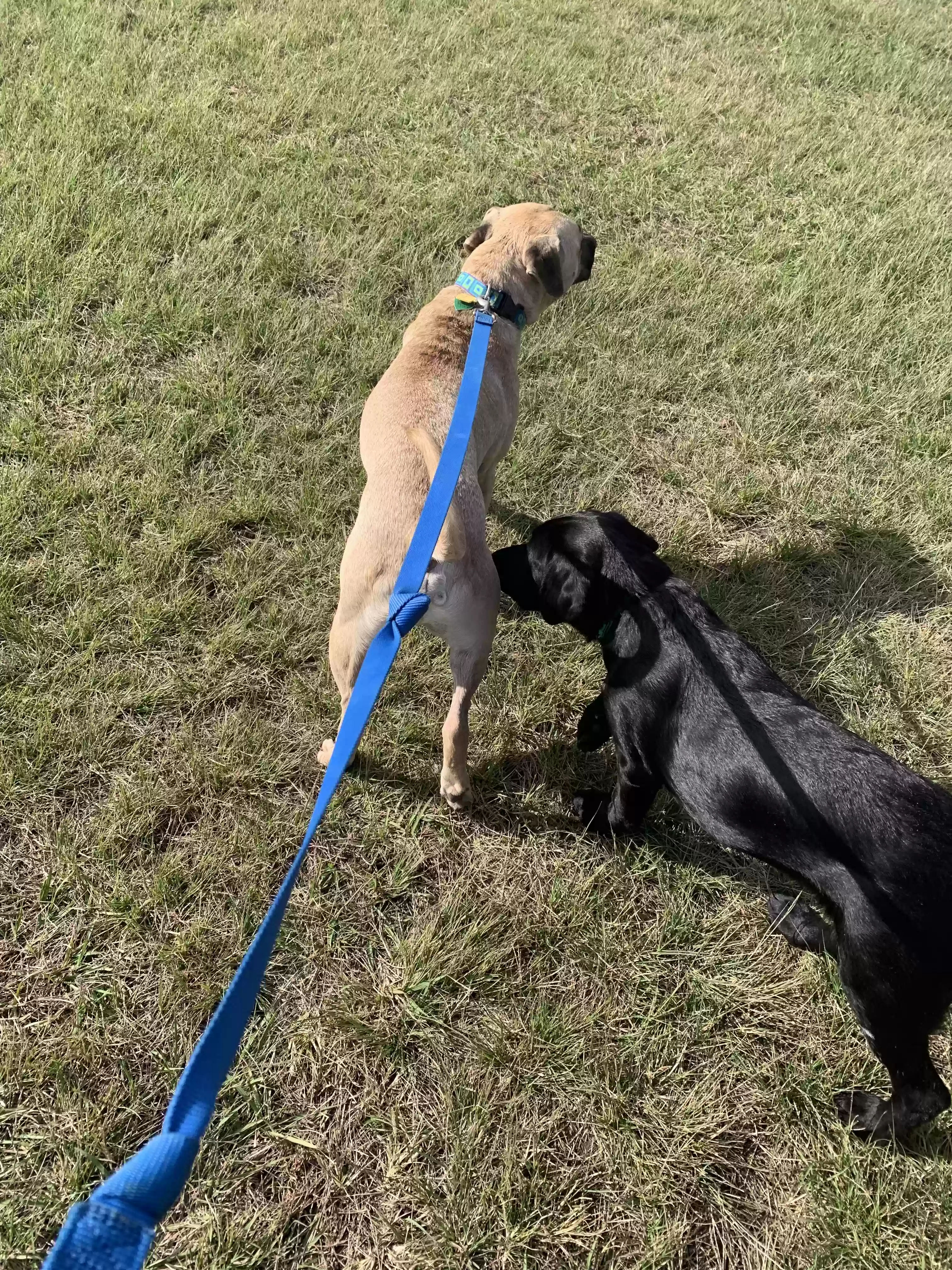adoptable Dog in Newark,DE named Cappy