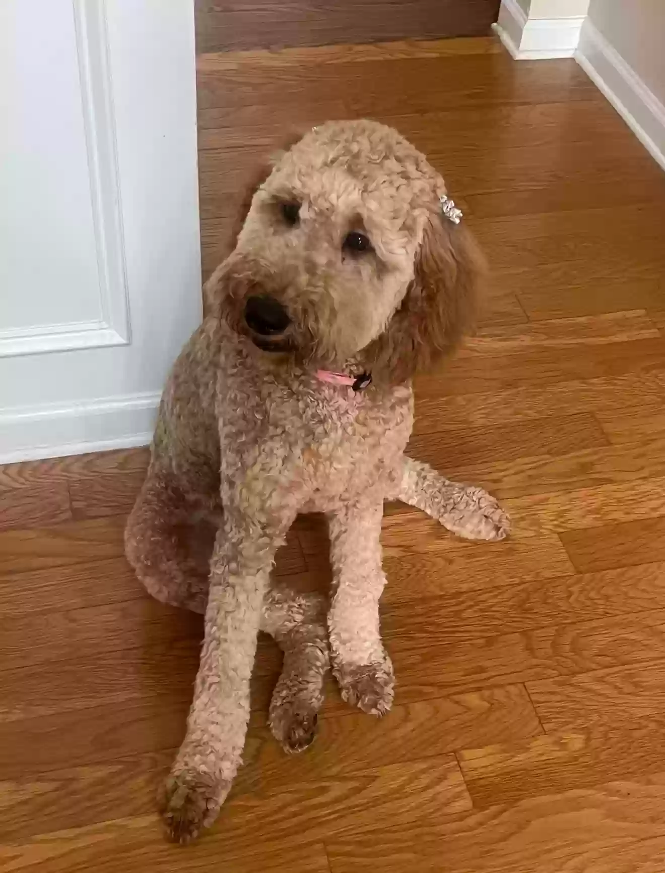 adoptable Dog in Stockbridge,GA named Khloe