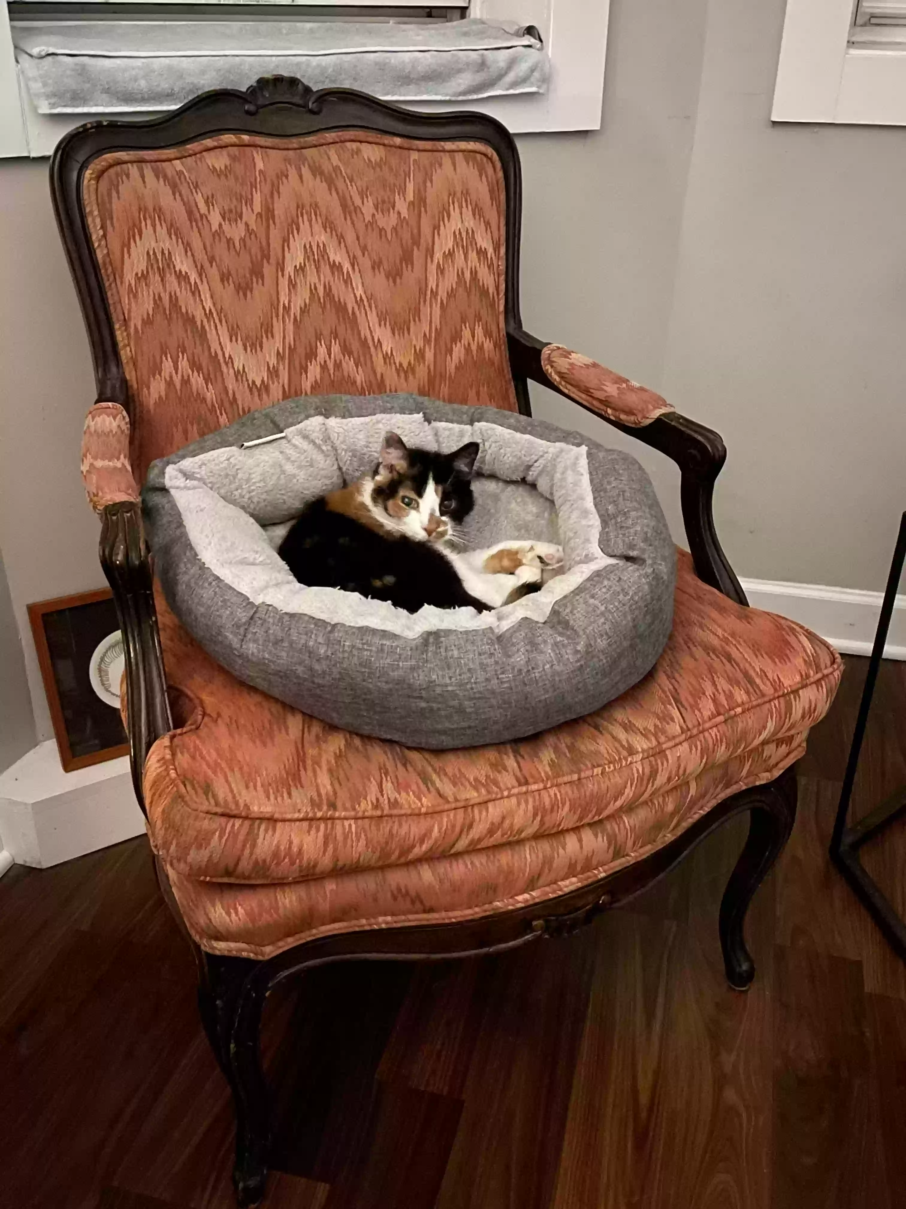 adoptable Cat in Chicago,IL named Cricket