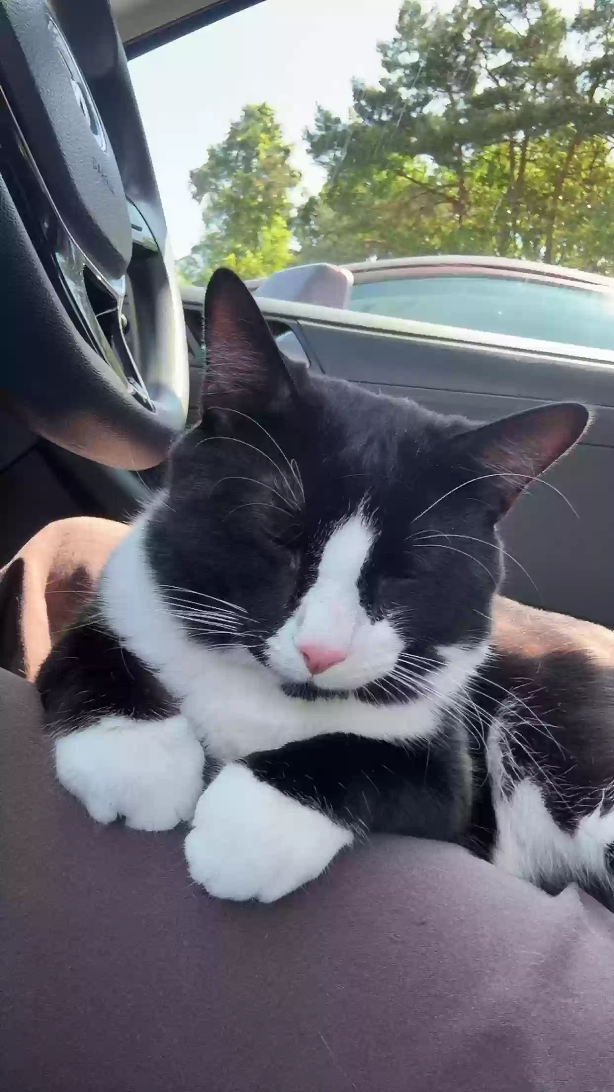 adoptable Cat in Easton,PA named Little Man