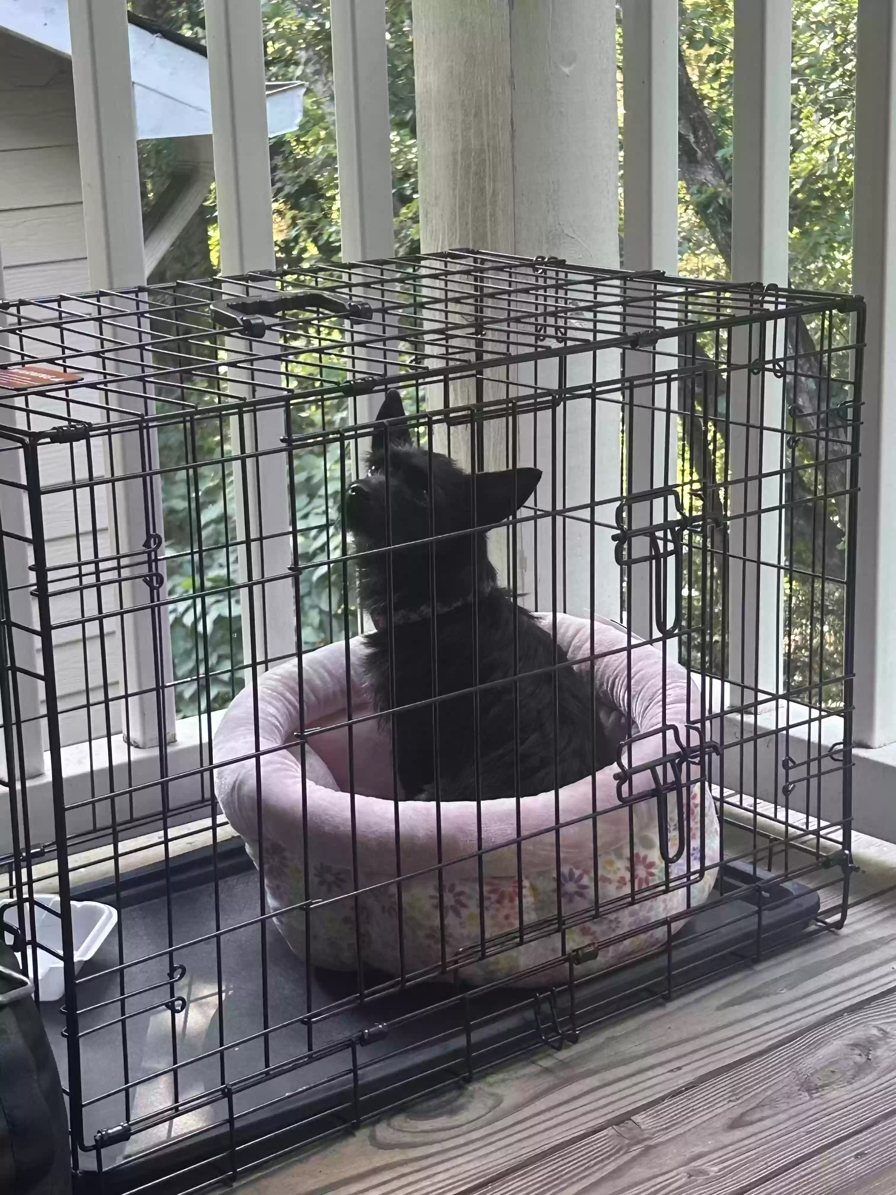 adoptable Dog in Lithia Springs,GA named Onyx