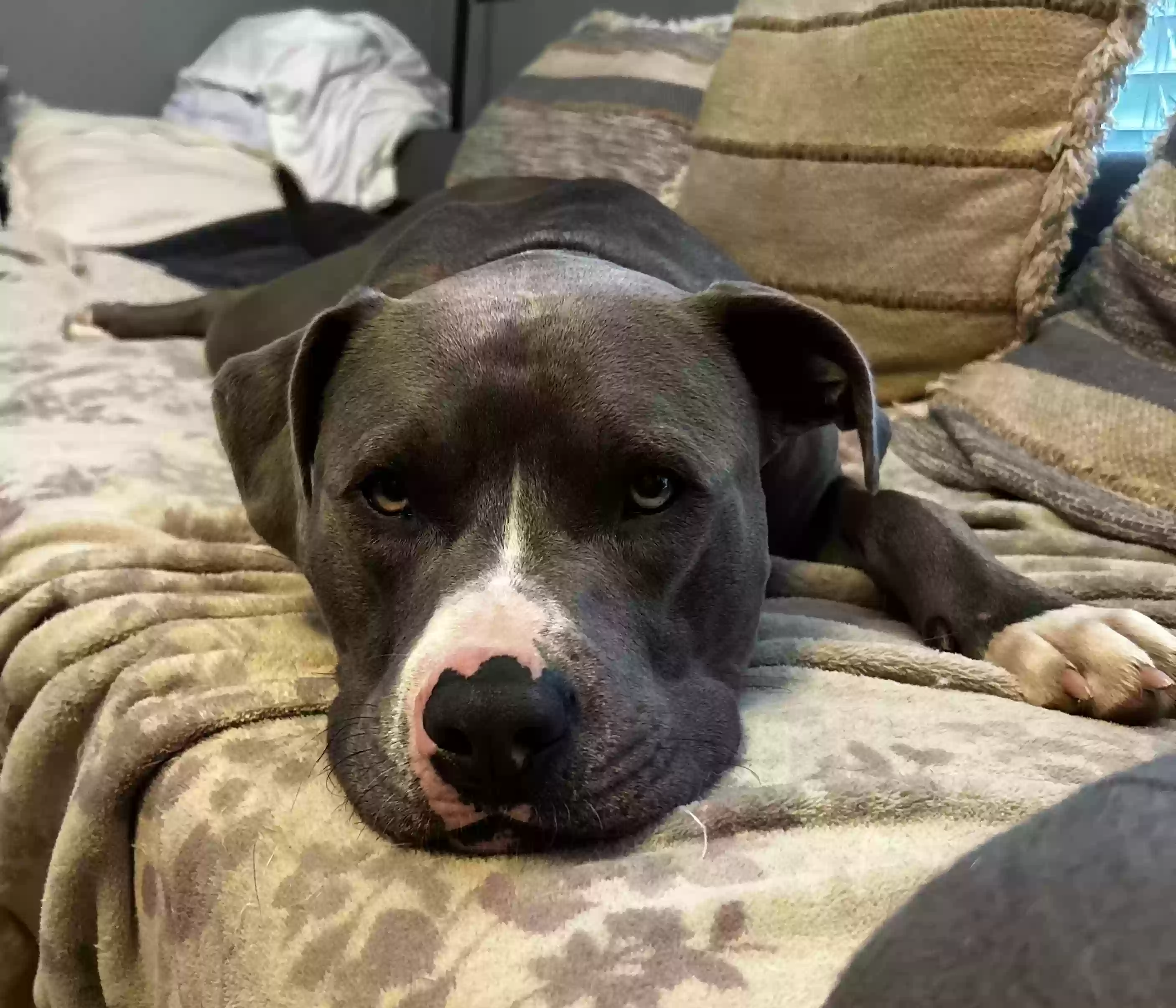 adoptable Dog in Topeka,KS named Archer