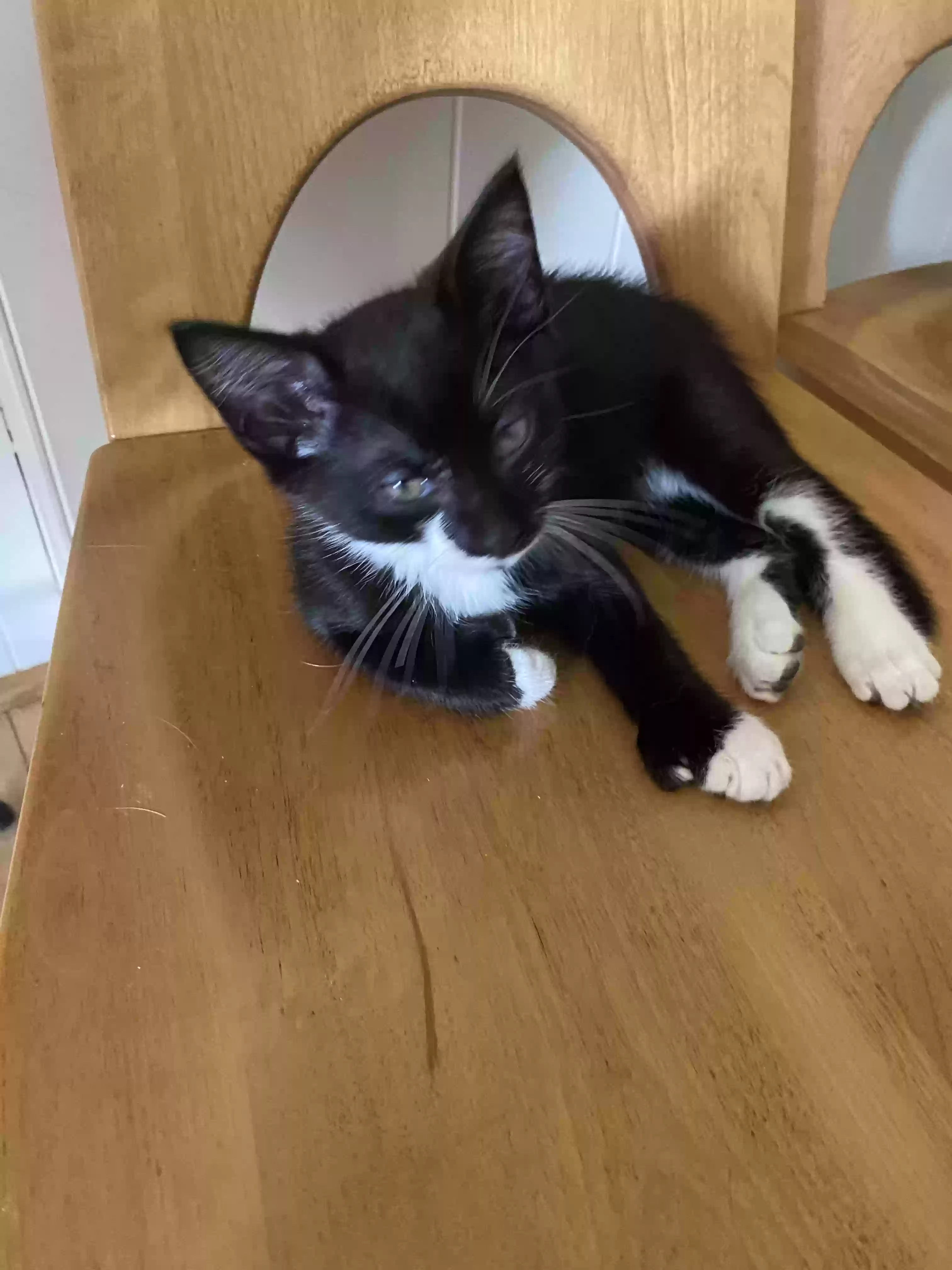 adoptable Cat in Somers,CT named Bear