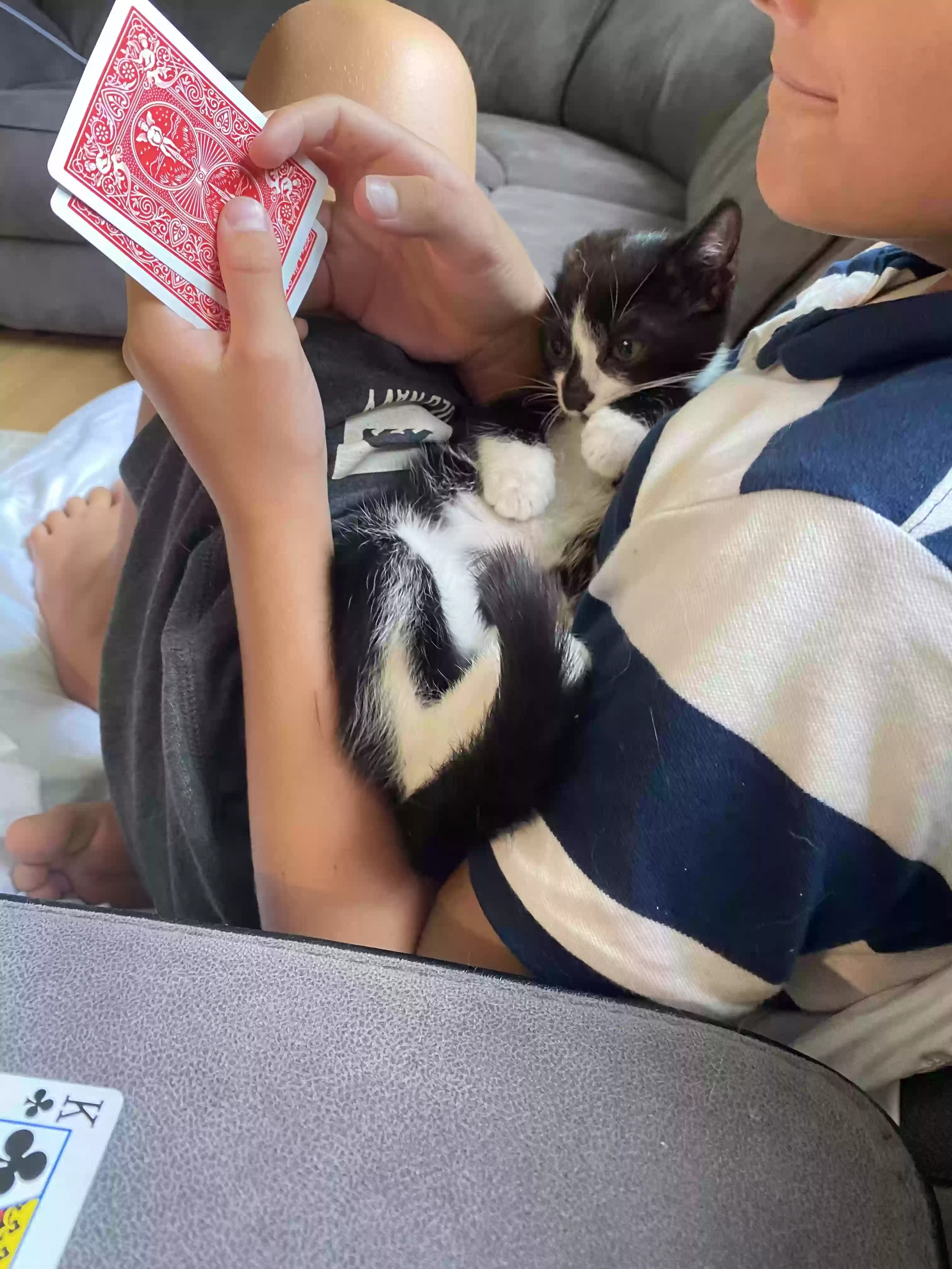 adoptable Cat in Somers,CT named Birdy