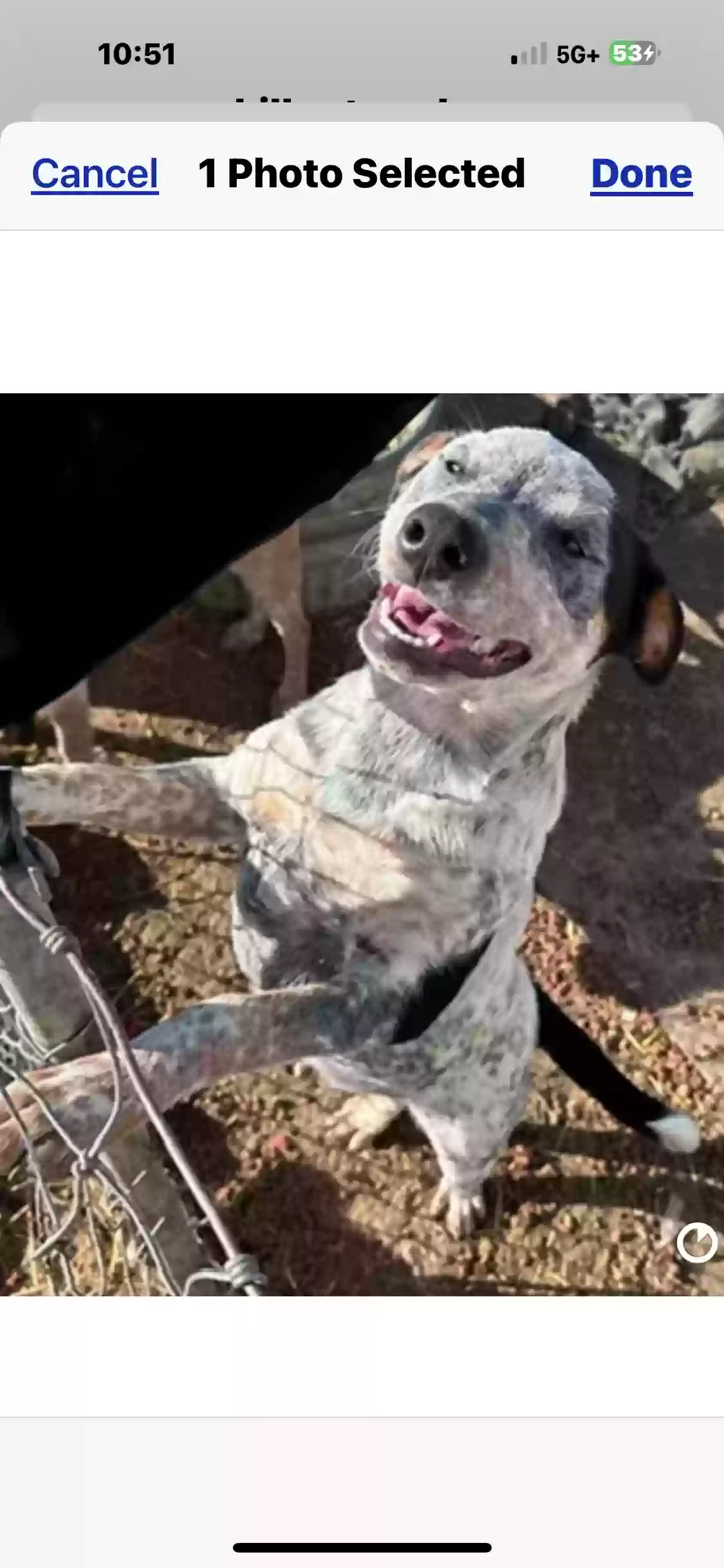 adoptable Dog in Vacaville,CA named JellyBean