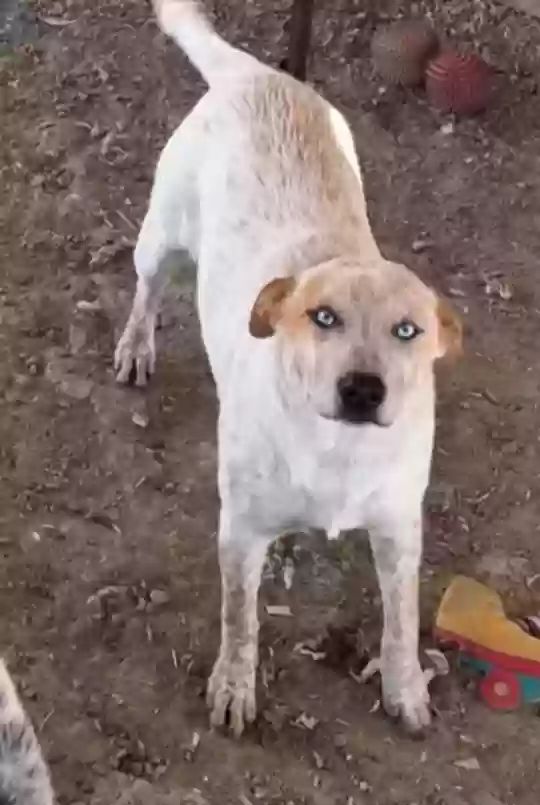 adoptable Dog in Vacaville,CA named Ms. Blue Eyes