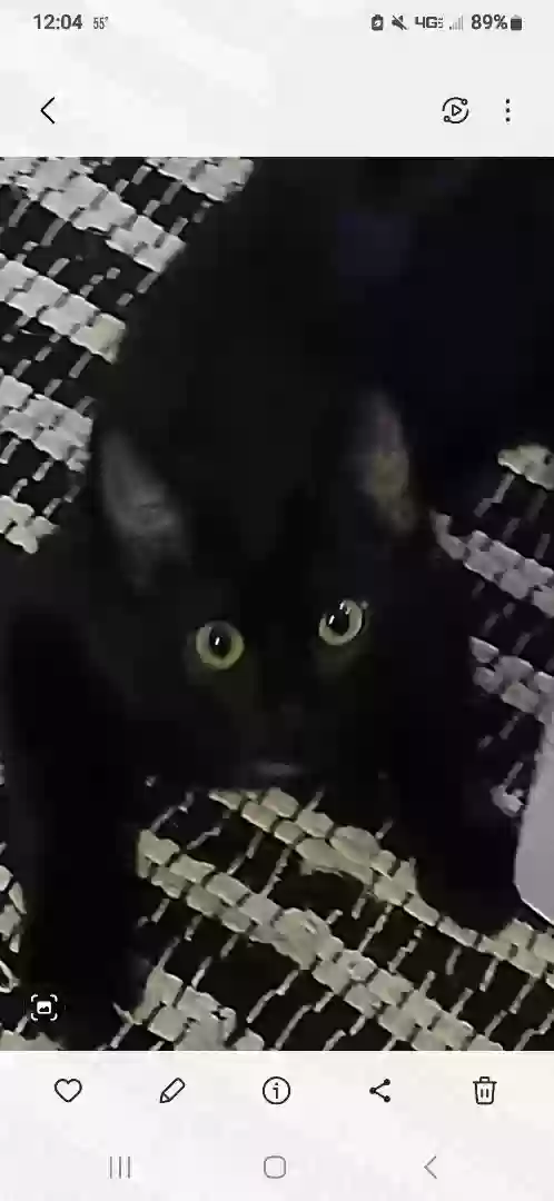 adoptable Cat in Saint Clair,MO named Mia