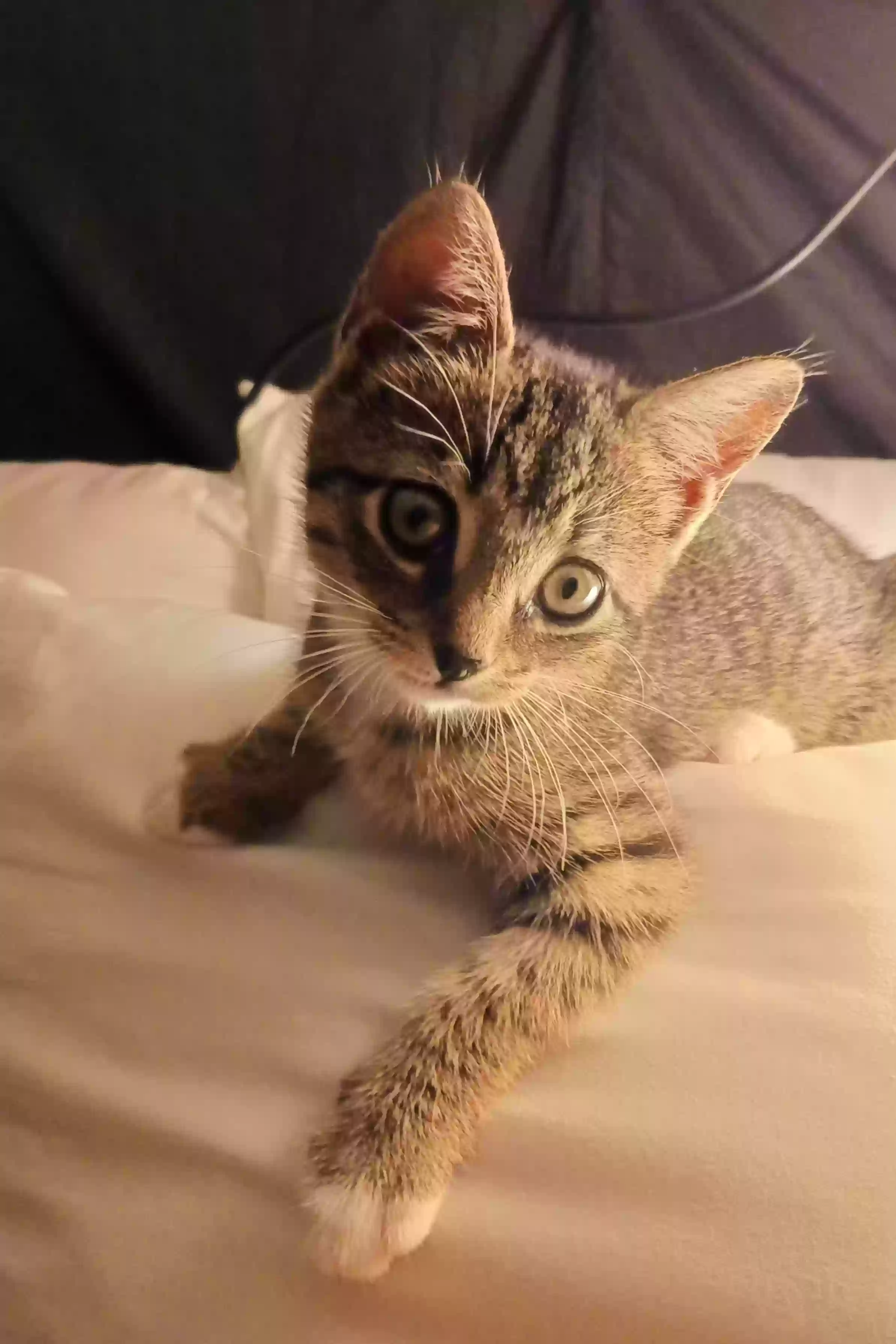 adoptable Cat in Athens,GA named Dakota