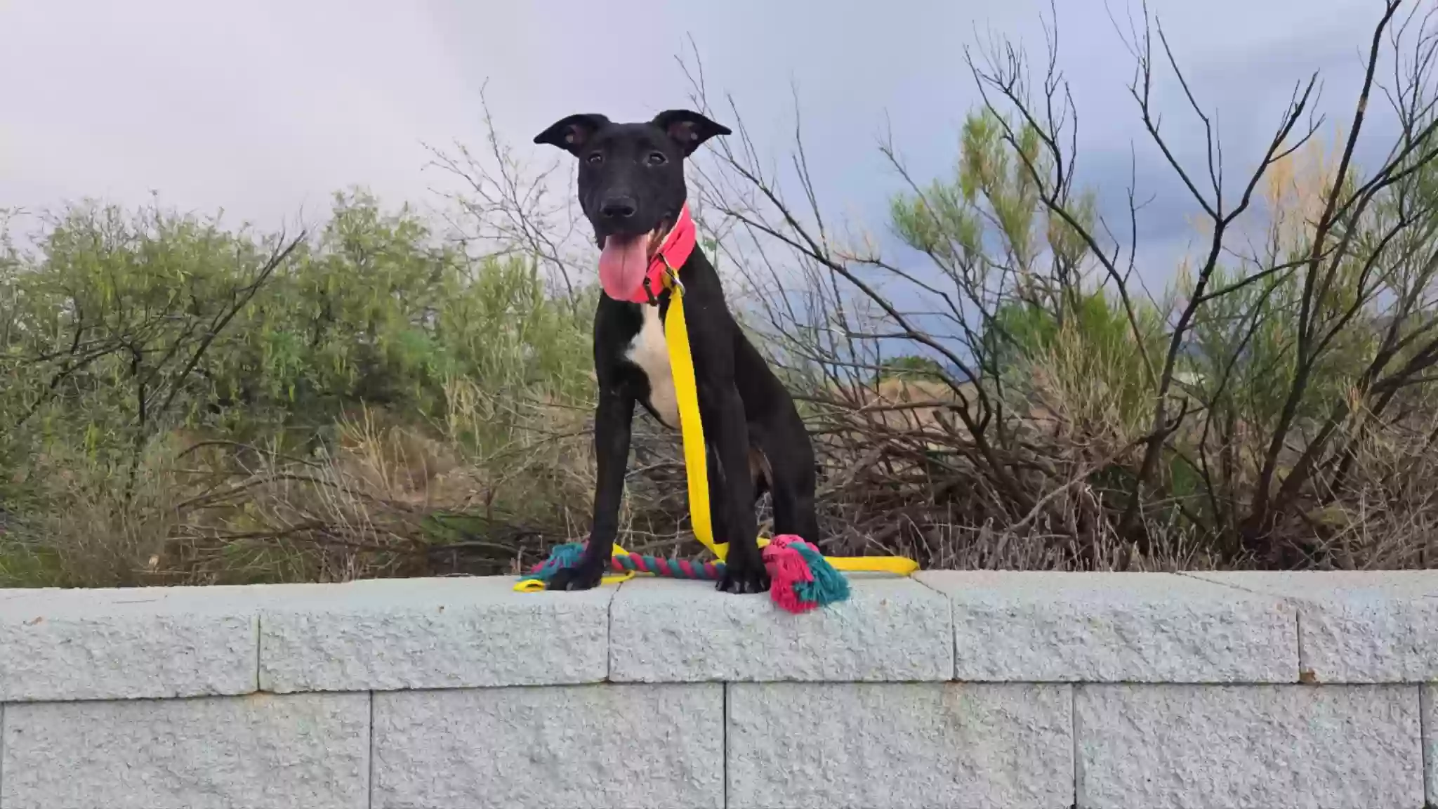 adoptable Dog in Clarkdale,AZ named Onyx