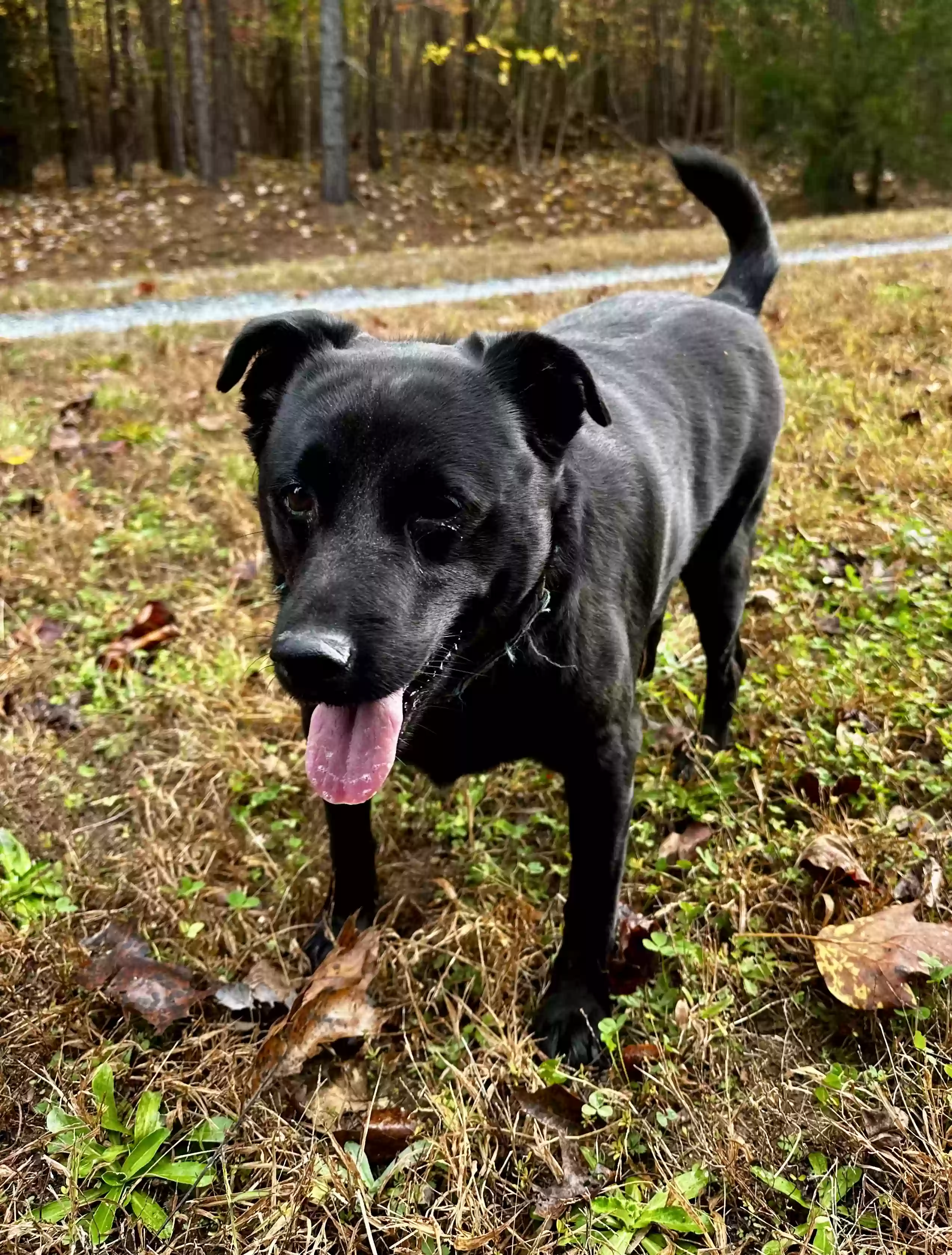 adoptable Dog in Star,NC named Scout