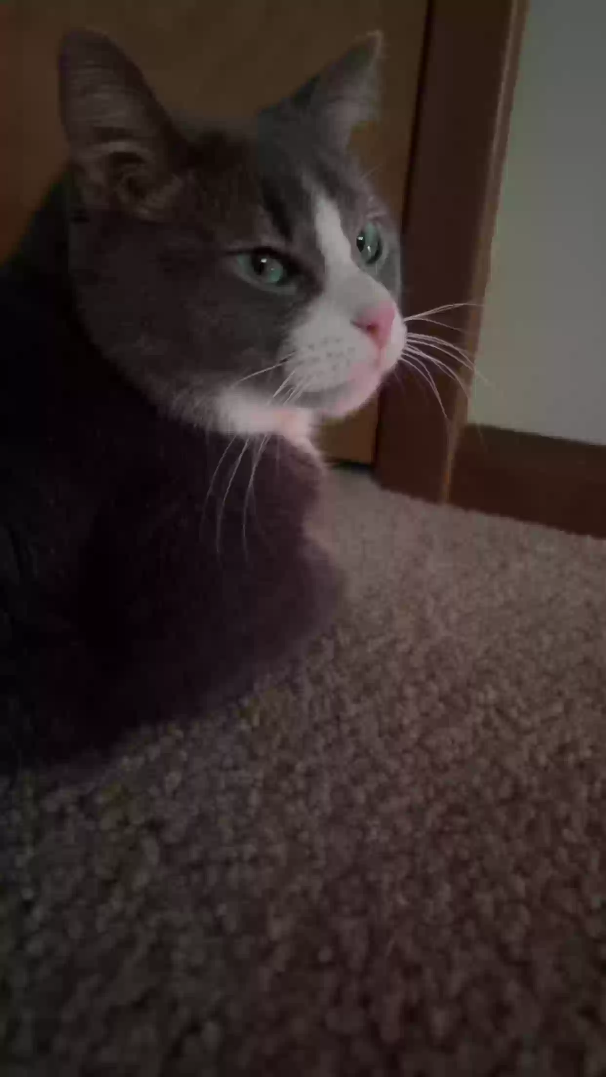 adoptable Cat in Parkersburg,IA named Captain Levi
