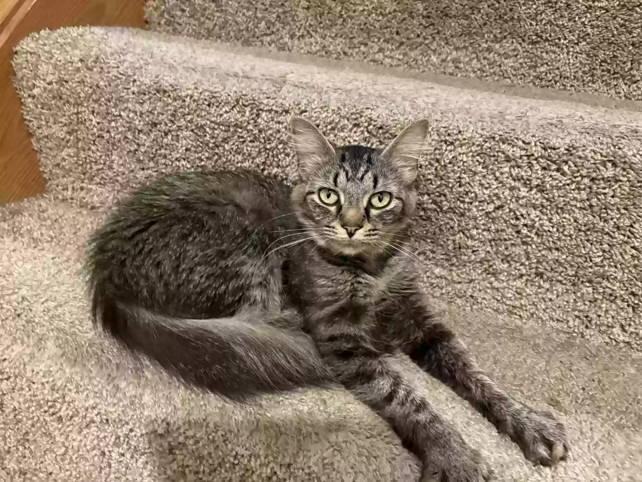 adoptable Cat in Westerville,OH named Onyx