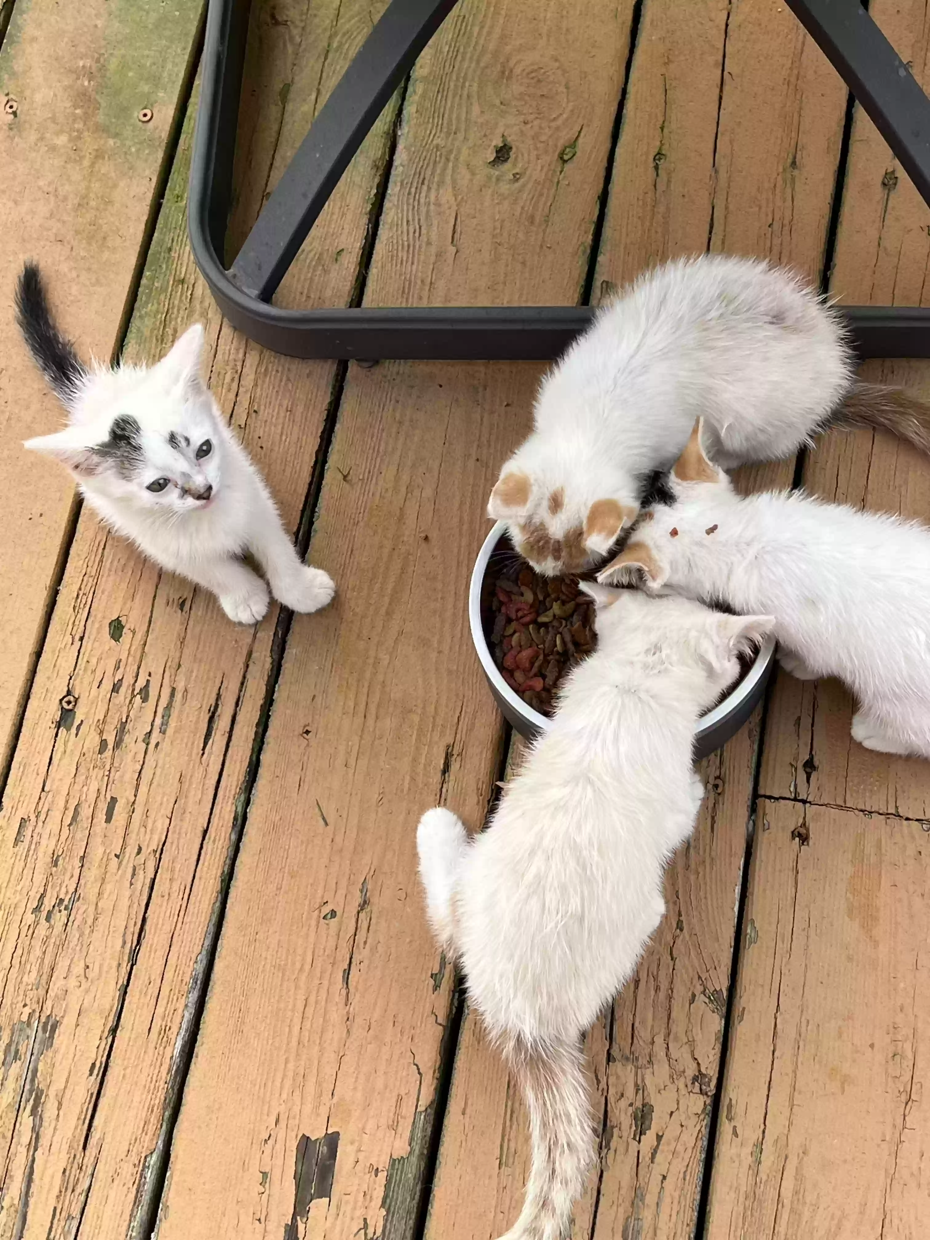 adoptable Cat in Herrin,IL named Peaches a stray cat & her 4 kittens