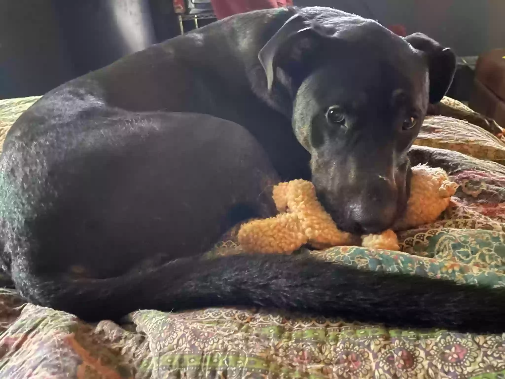 adoptable Dog in Rome,GA named Ed