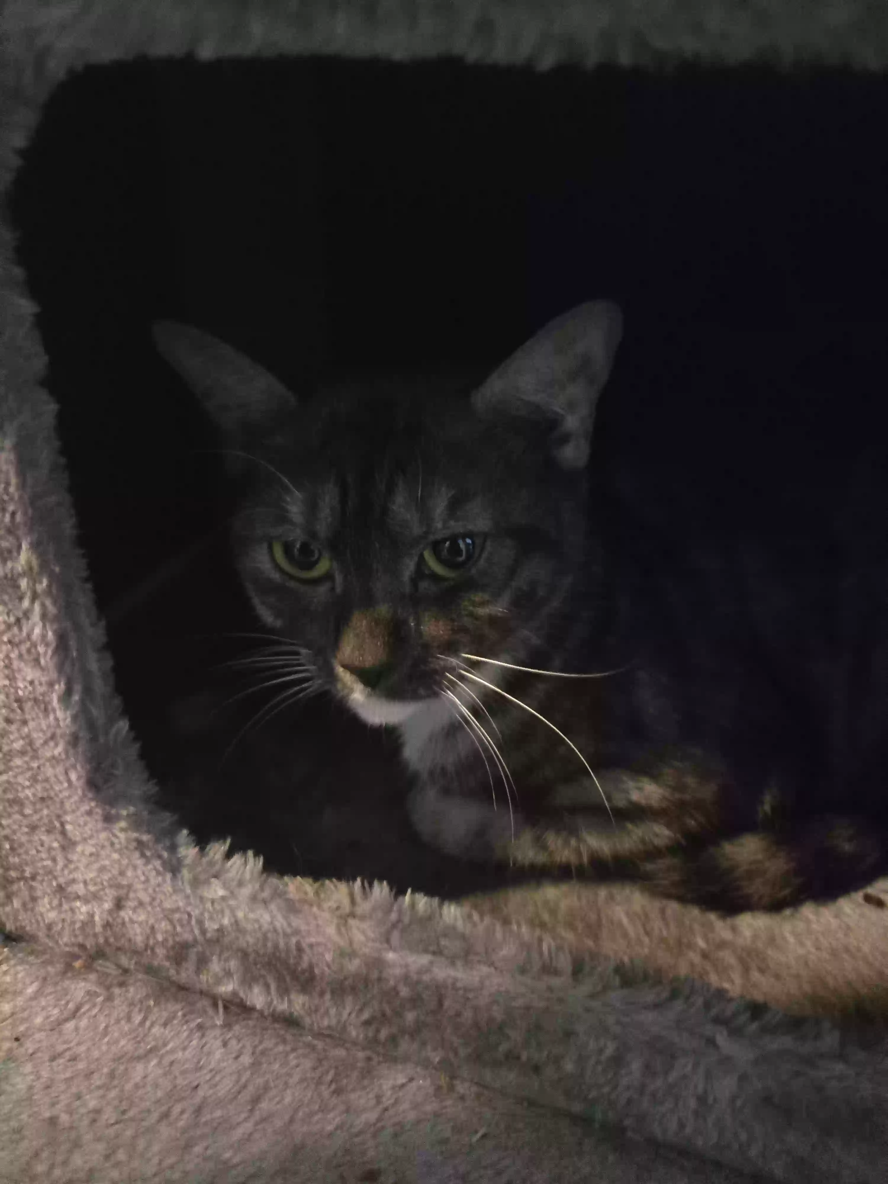 adoptable Cat in New Britain,CT named Frankie