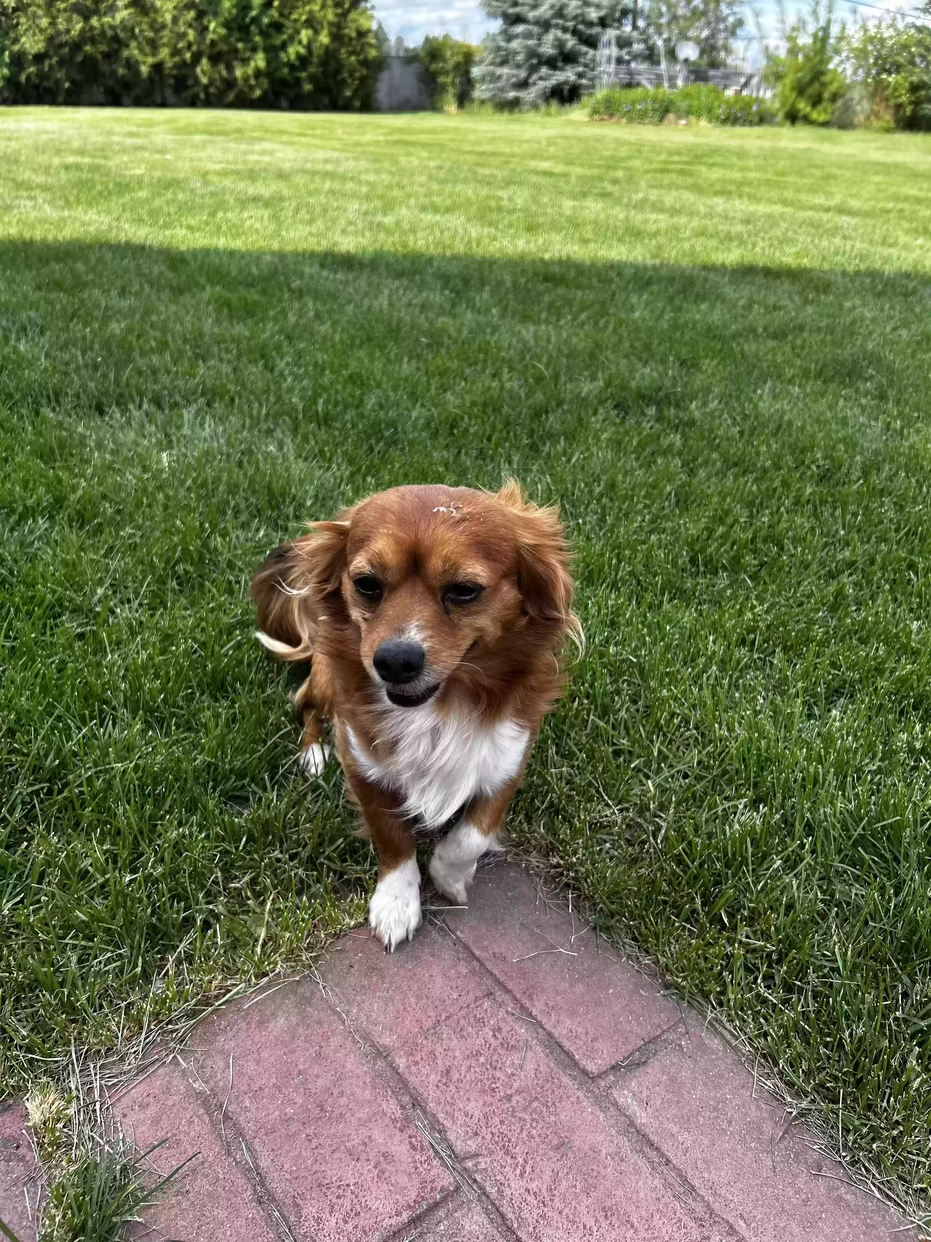 adoptable Dog in Post Falls,ID named Pookie