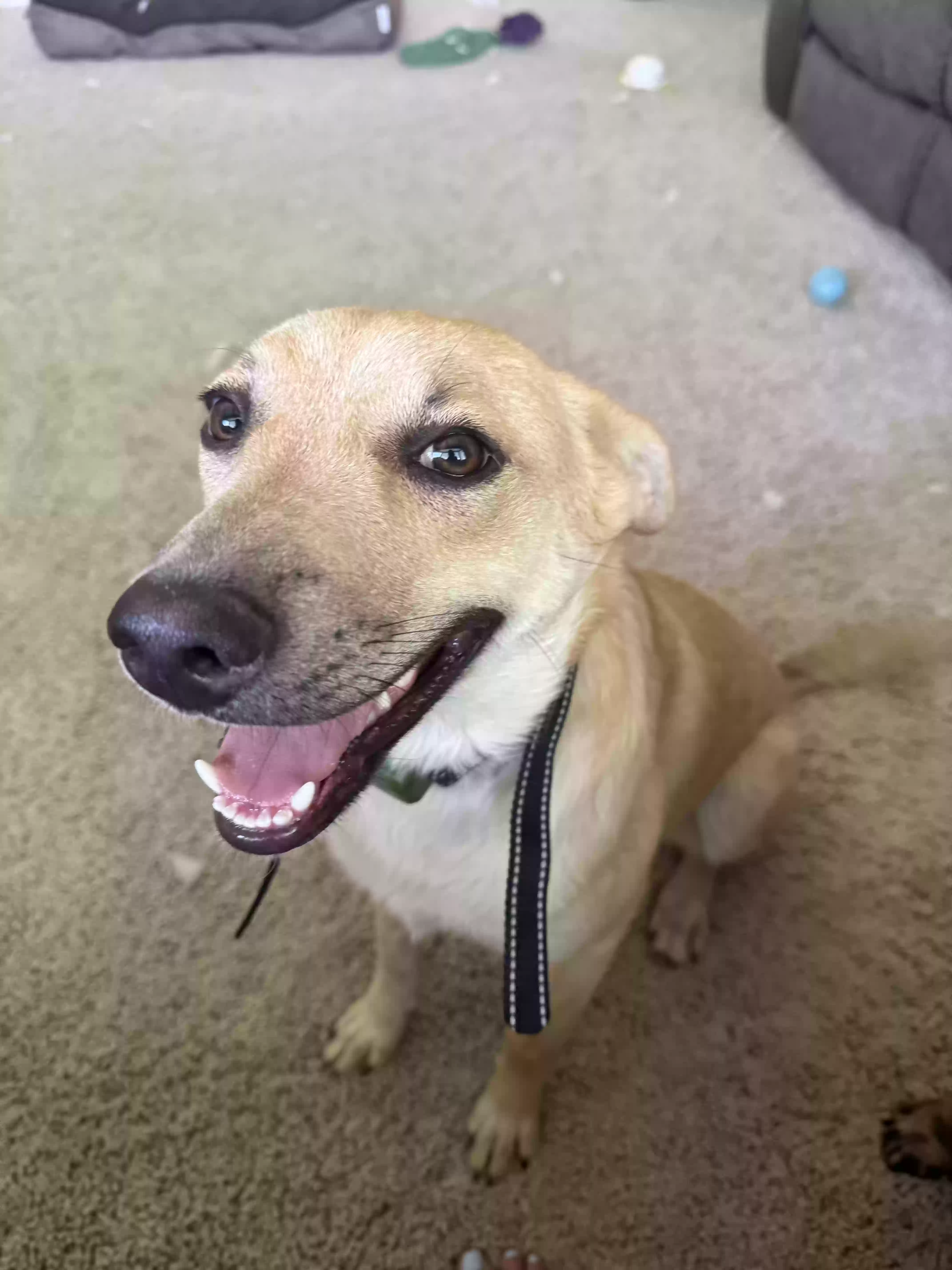 adoptable Dog in Idaho Falls,ID named Indie