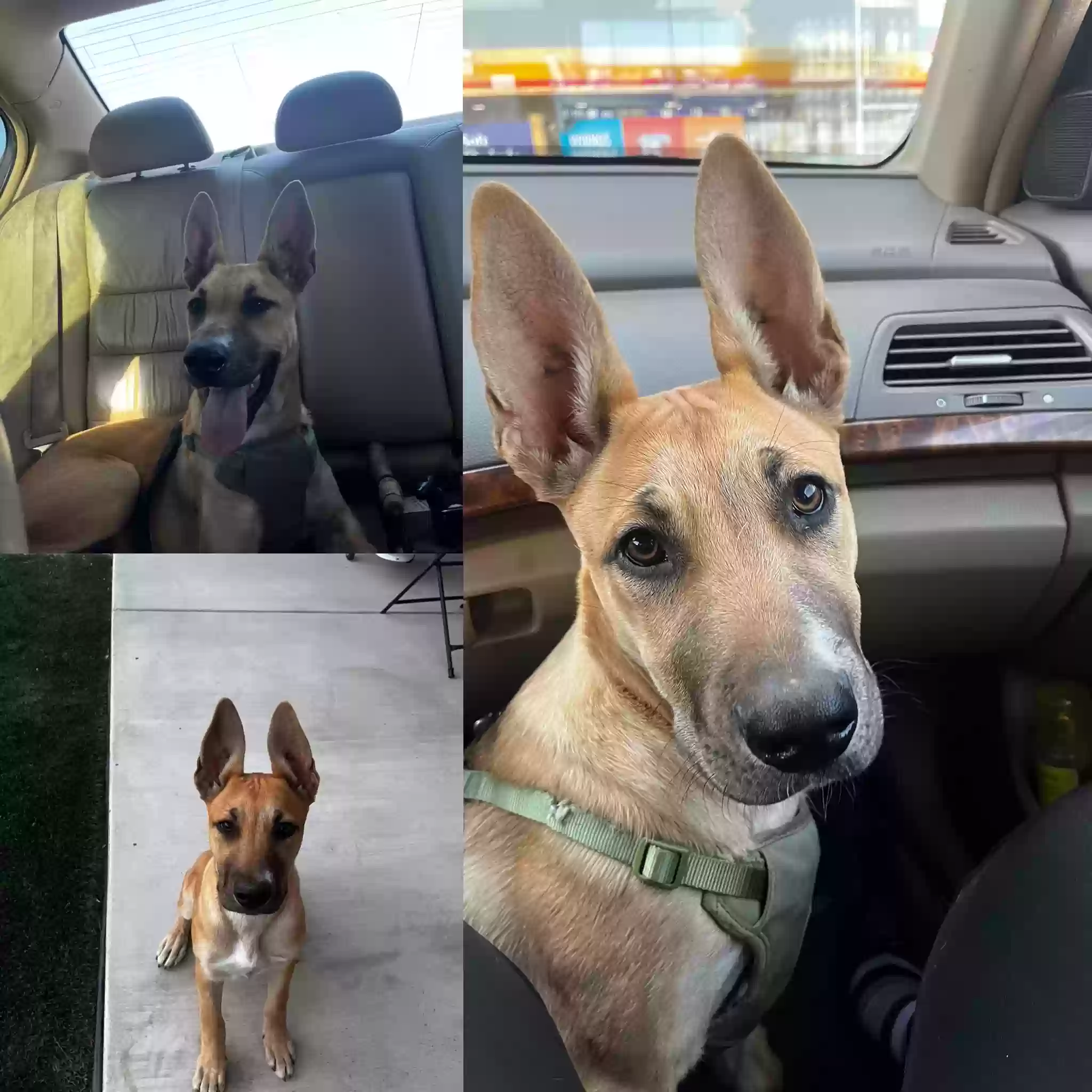 adoptable Dog in Lancaster,CA named Money
