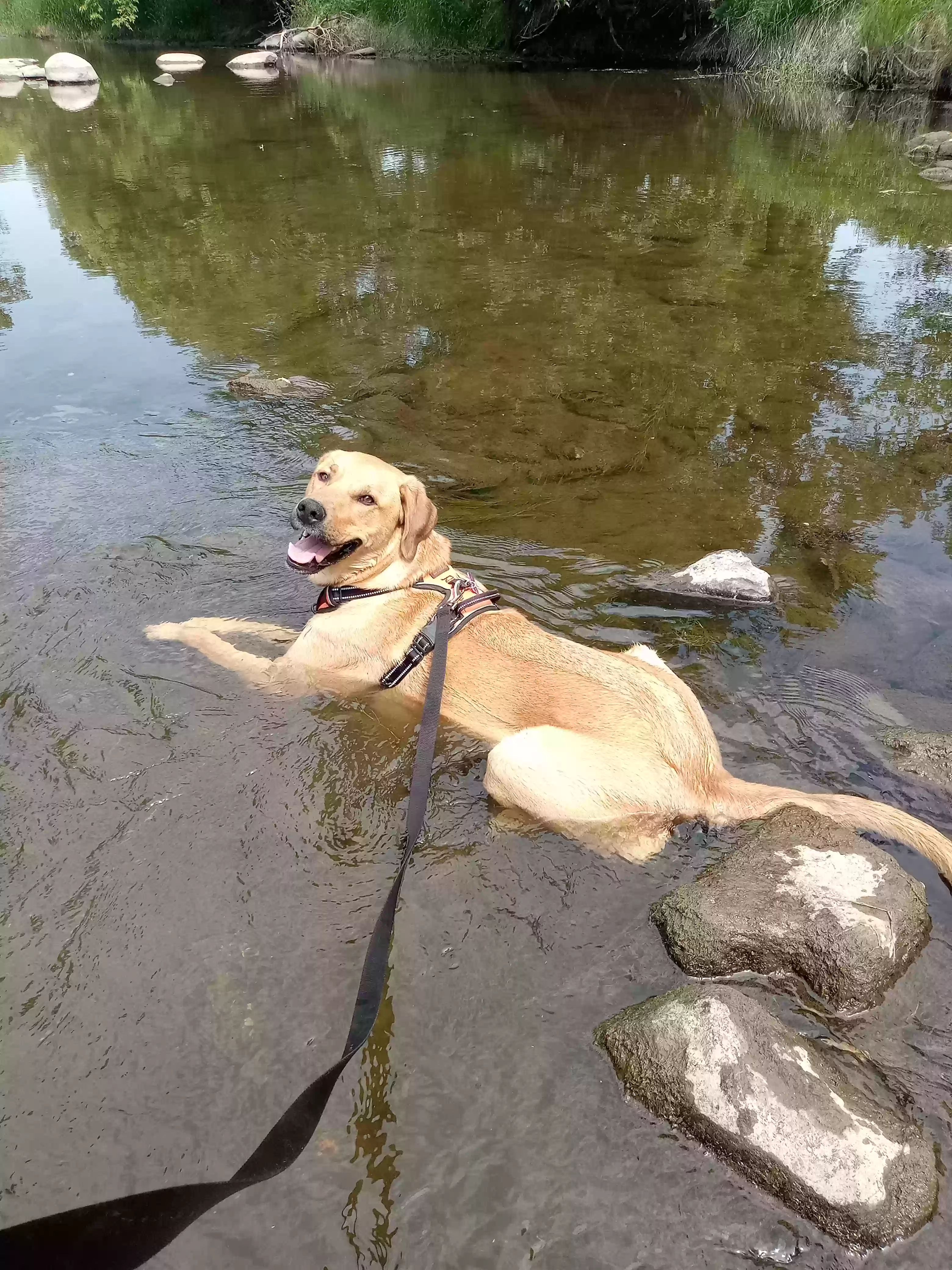 adoptable Dog in Park River,ND named Winnie